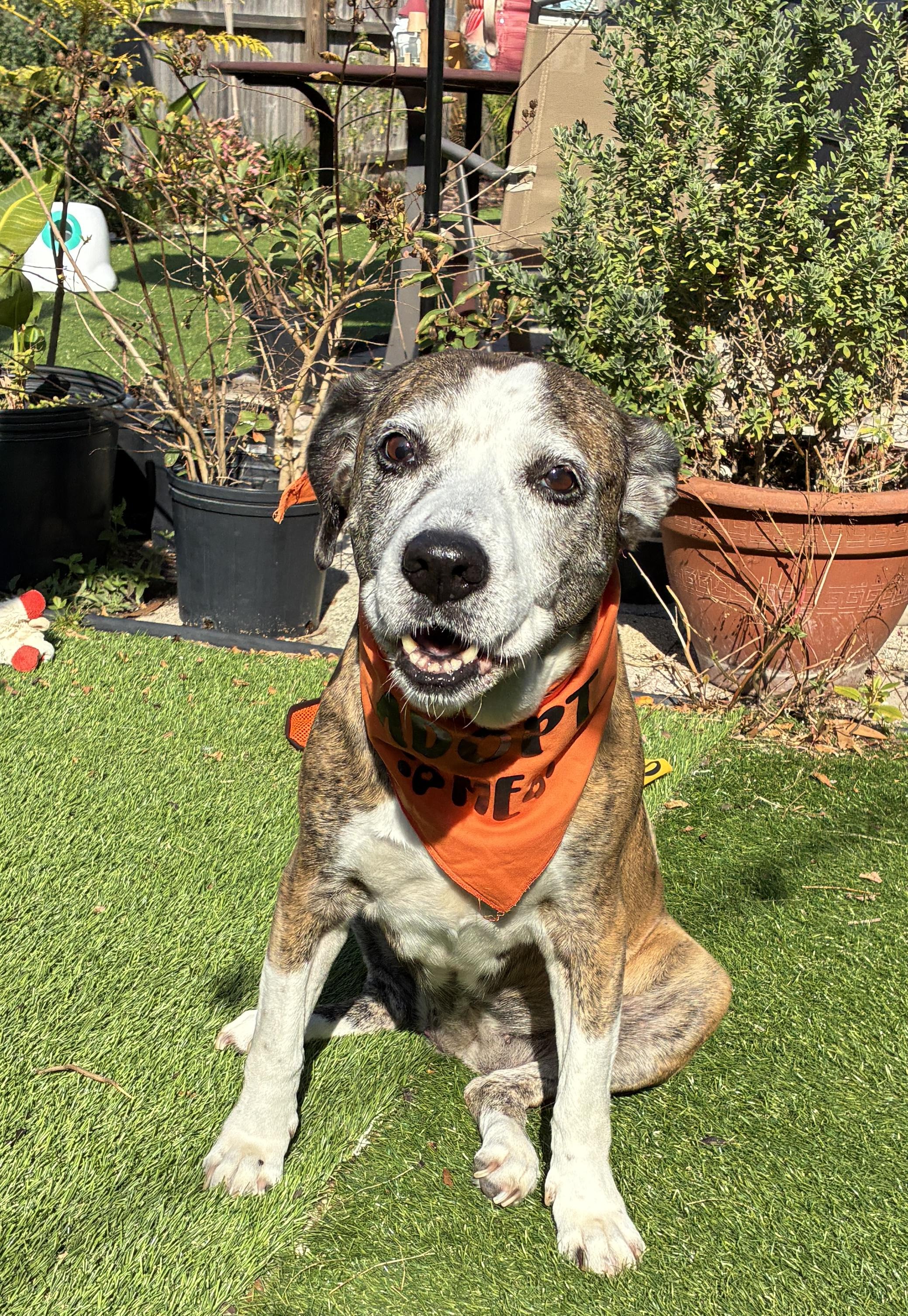 Angel, ADOPTABLE, Adult Female Mixed Breed.