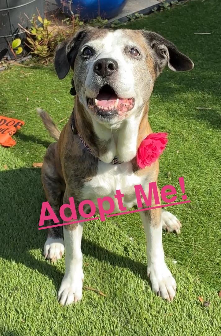 Enlarge Angel, a ADOPTABLE mixed breed in St Petersburg, FL image 2/5