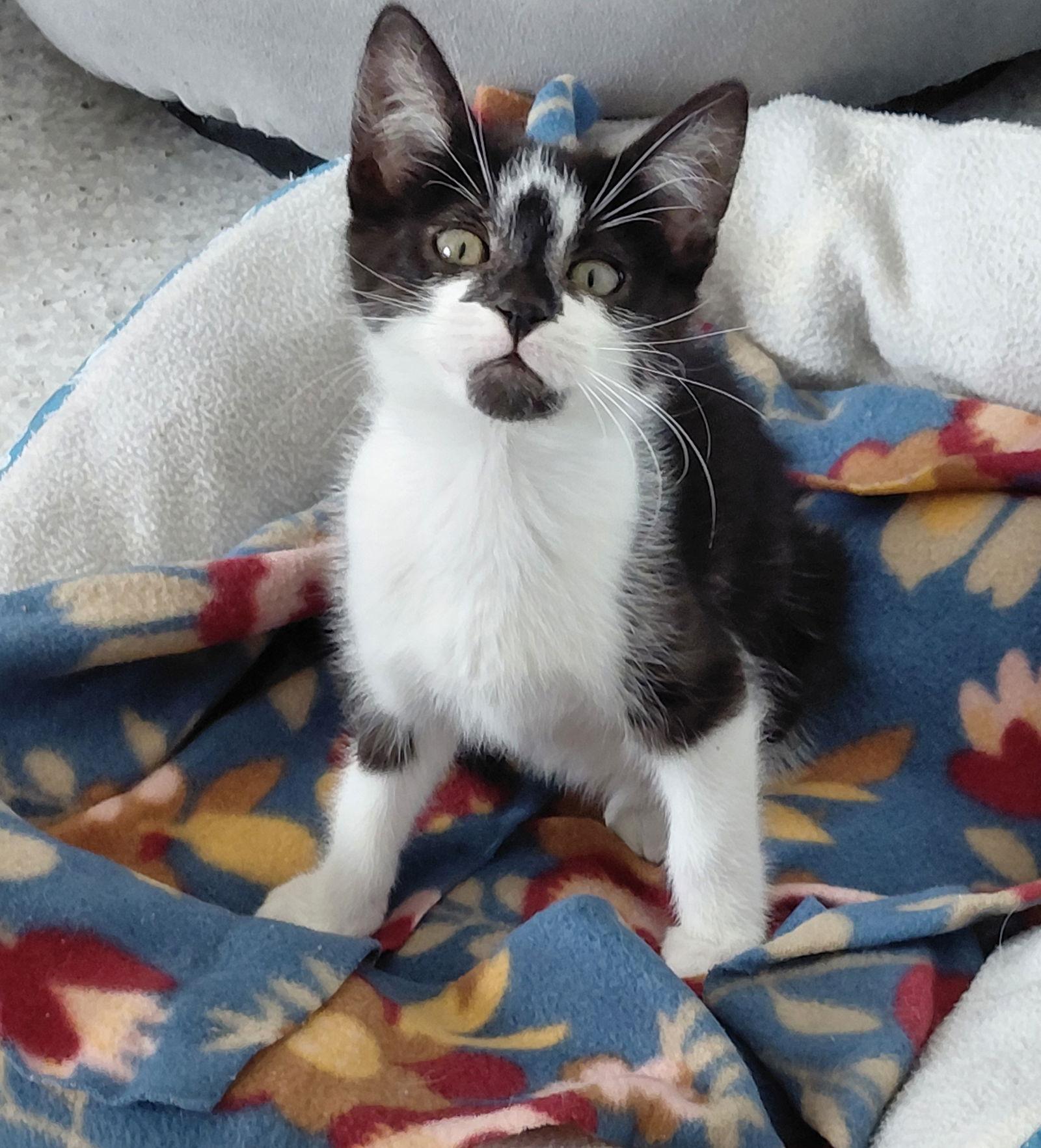 Daphne @ The Cat's Brew, Adopted, Kitten Female Domestic Short Hair.