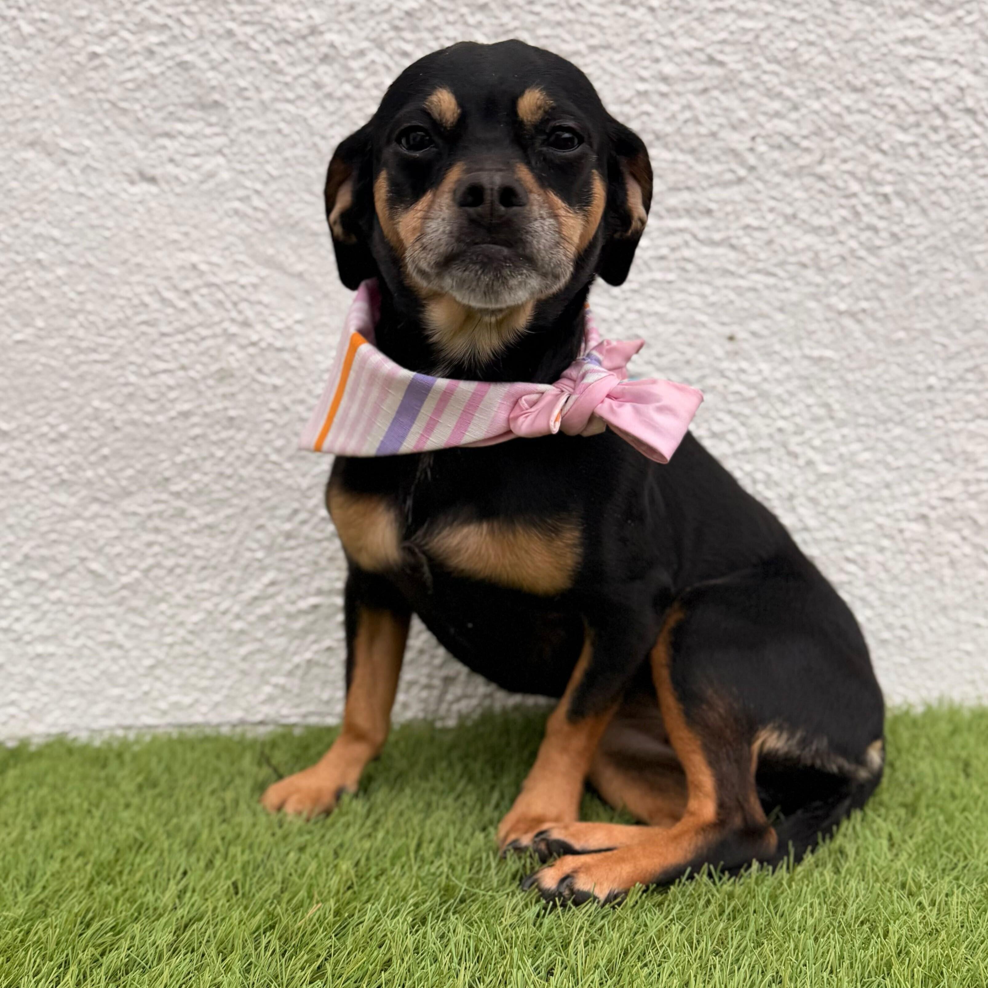CLEO, adopted, Young Female Chihuahua & Miniature Pinscher.