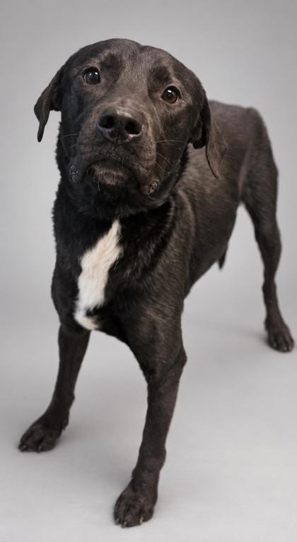 Bowser, Adoptable, Adult Male Labrador Retriever & Mountain Cur.