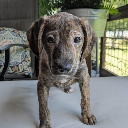 Razzle, a Adoptable mixed breed in Leesburg, AL image 1/2