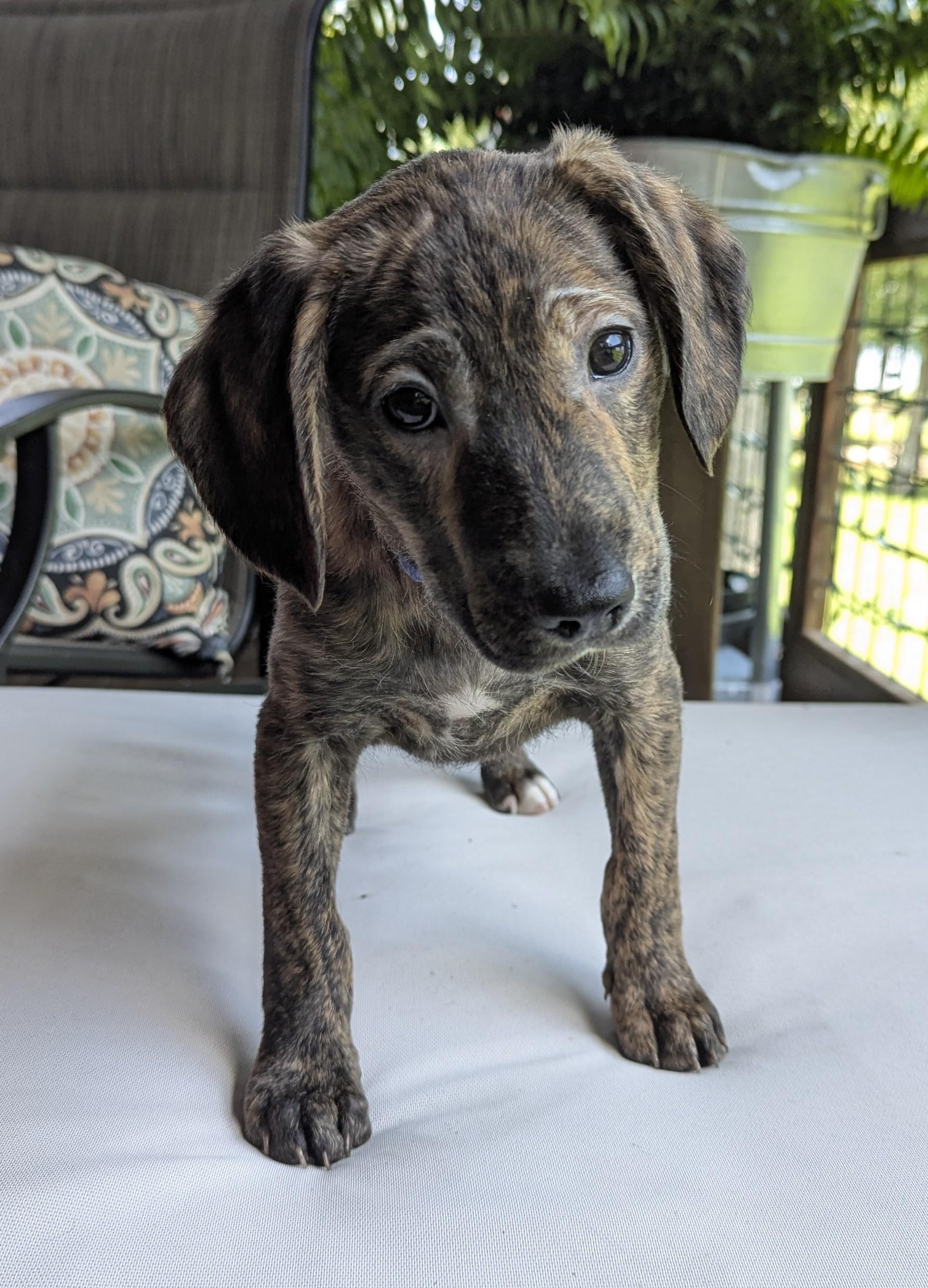 Razzle, a Adoptable mixed breed in Leesburg, AL image 2/2