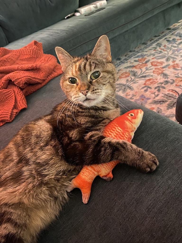 Tai Chi, Senior Female Domestic Short Hair