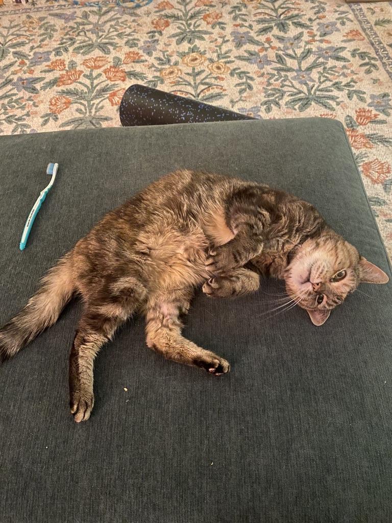 Enlarge Tai Chi, a Adoptable Domestic Short Hair in brooklyn, NY image 2/5