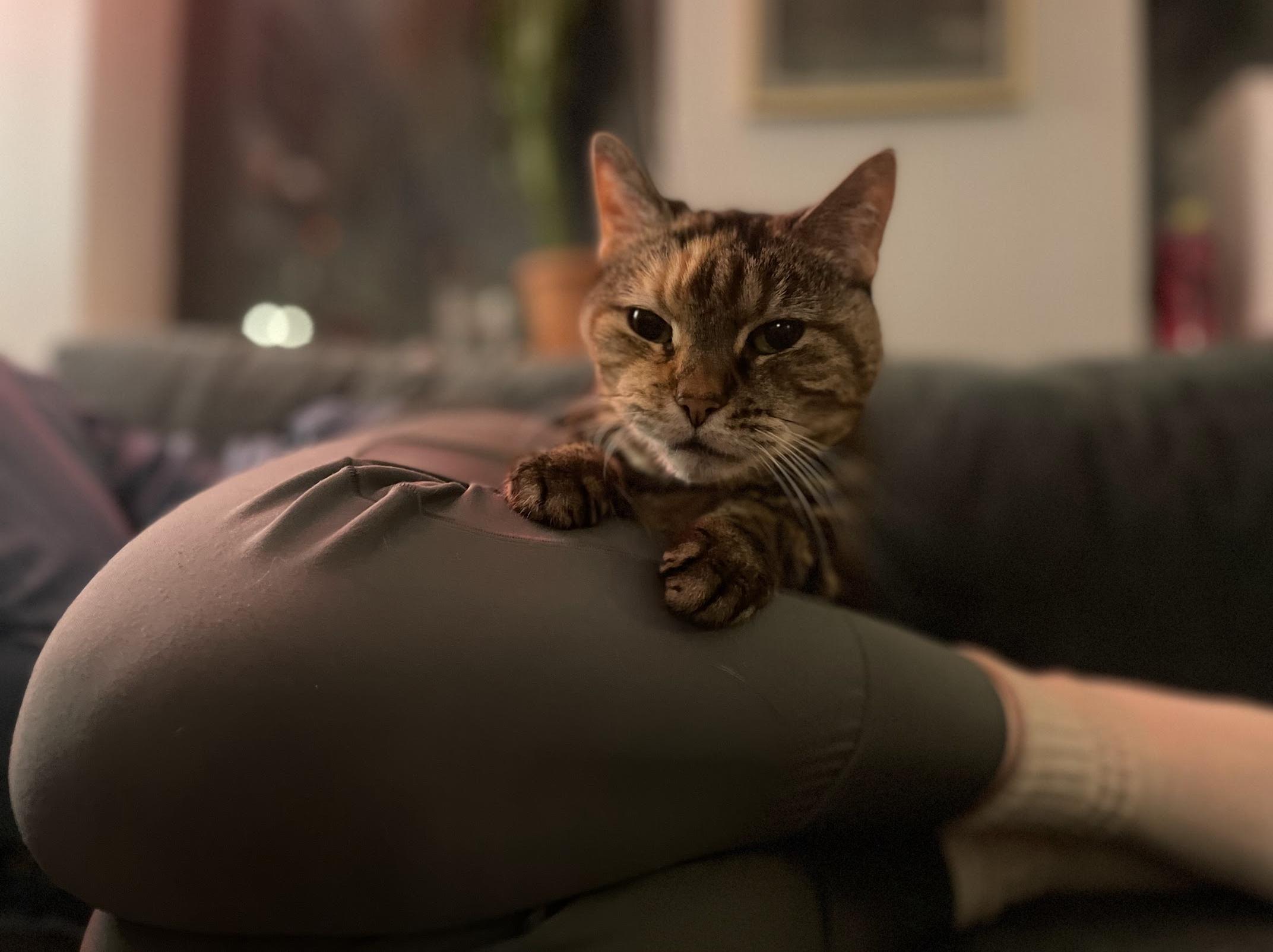 Enlarge Tai Chi, a Adoptable Domestic Short Hair in brooklyn, NY image 3/5