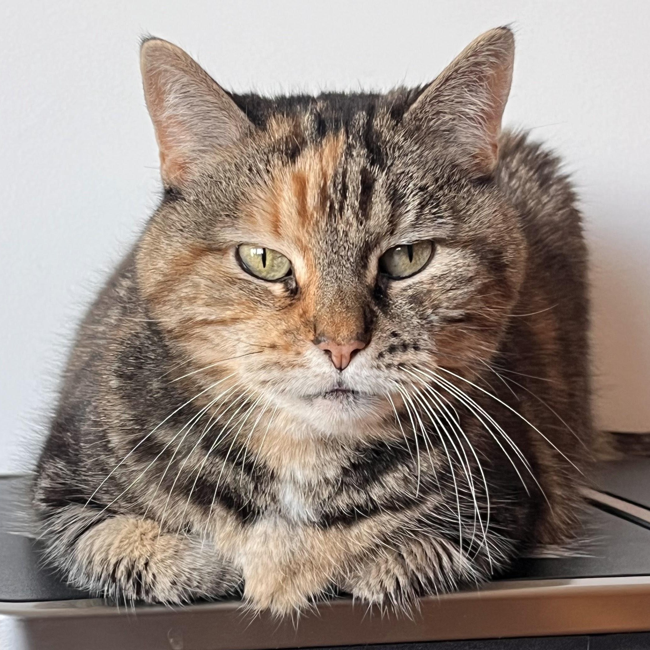 Enlarge Tai Chi, a Adoptable Domestic Short Hair in brooklyn, NY image 5/5