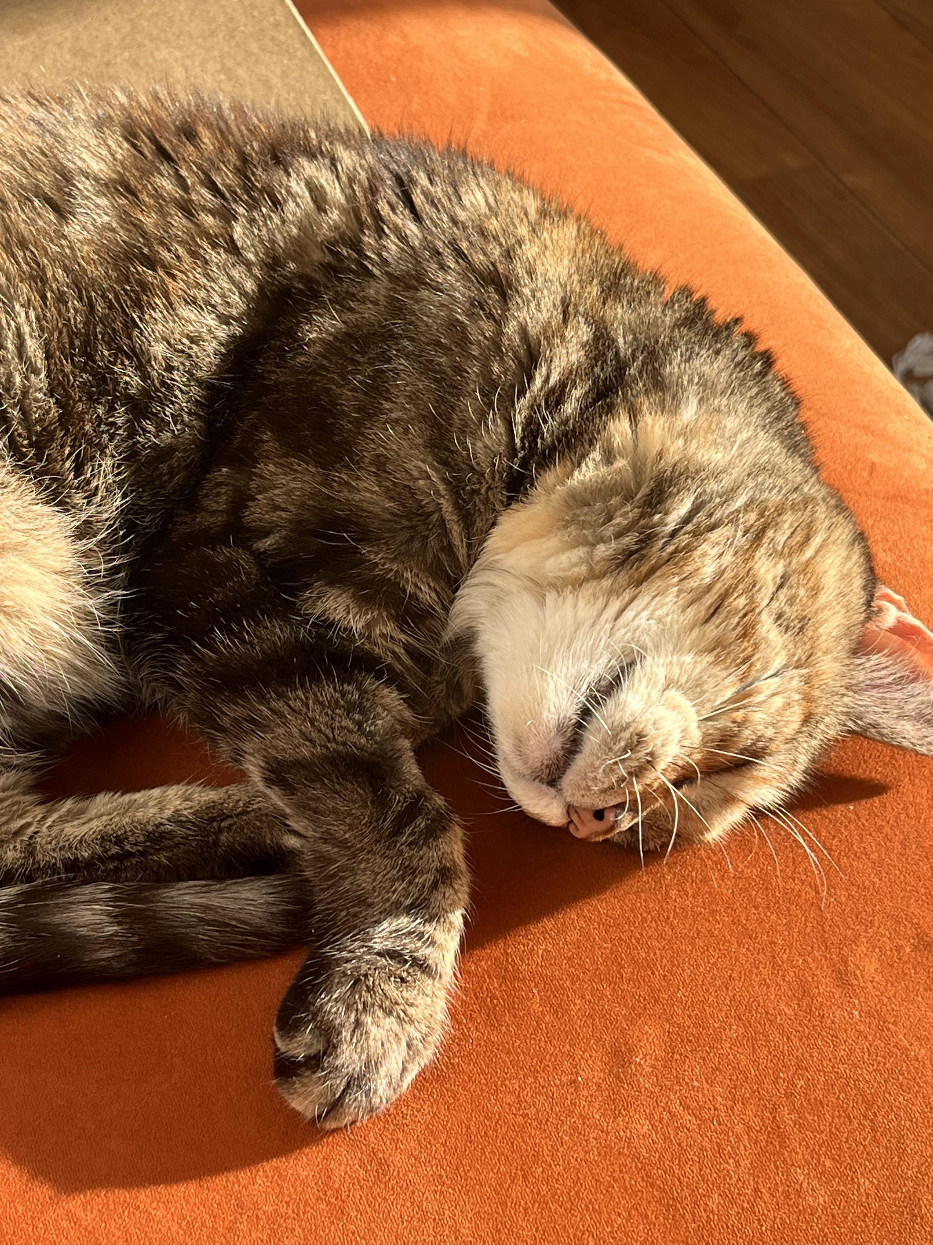 Enlarge Tai Chi, a Adoptable Domestic Short Hair in brooklyn, NY image 4/5