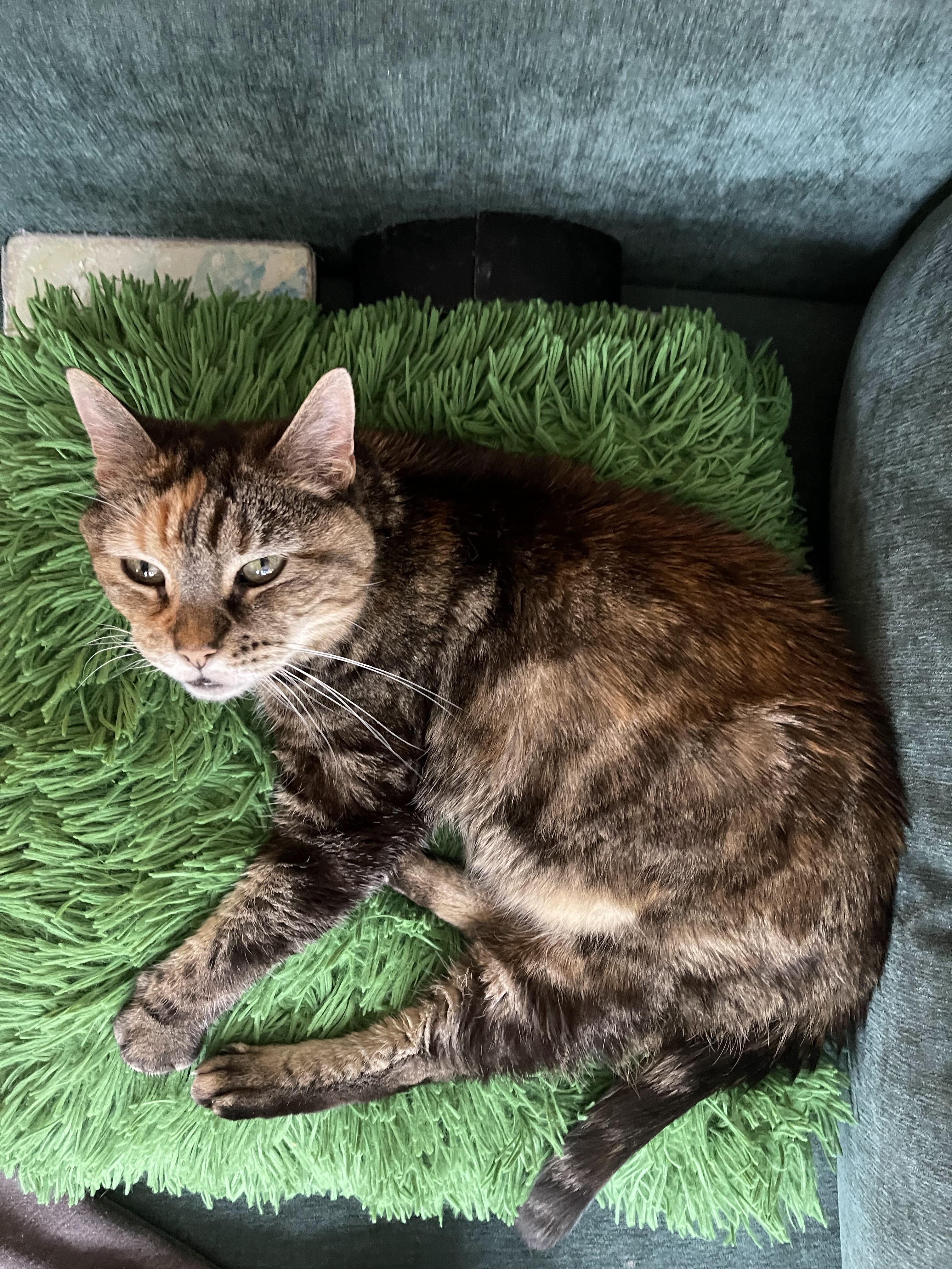 Enlarge Tai Chi, a Adoptable Domestic Short Hair in brooklyn, NY image 5/5