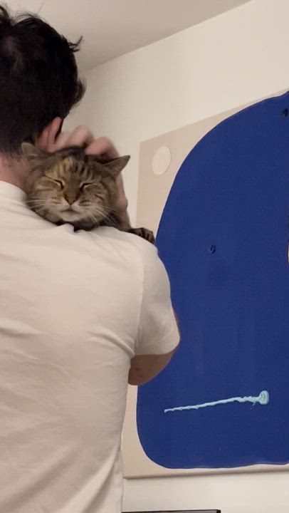 Enlarge Tai Chi, a Adoptable Domestic Short Hair in brooklyn, NY video 4/5