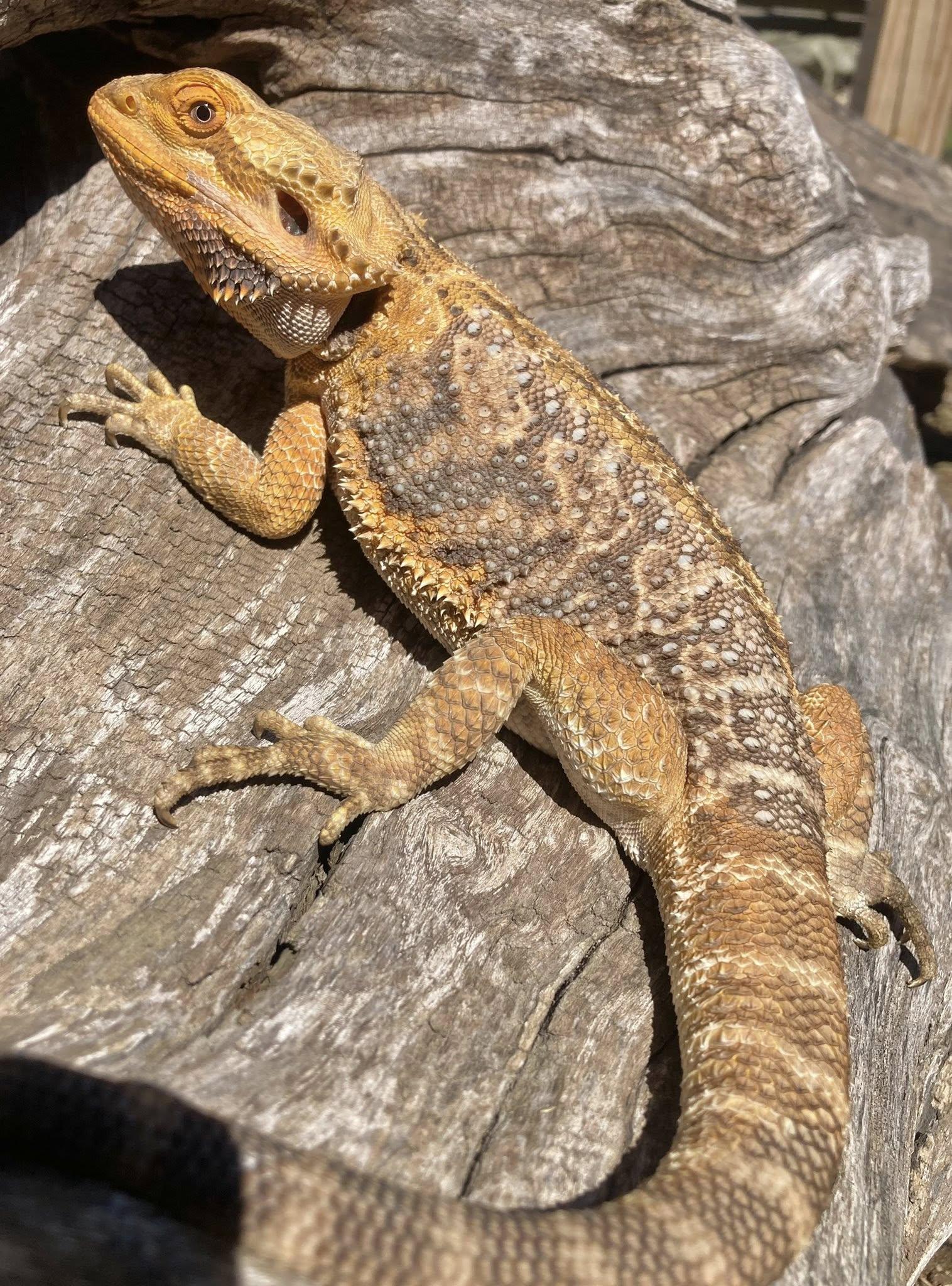 Stripes, ADOPTABLE, Adult Female Bearded Dragon.