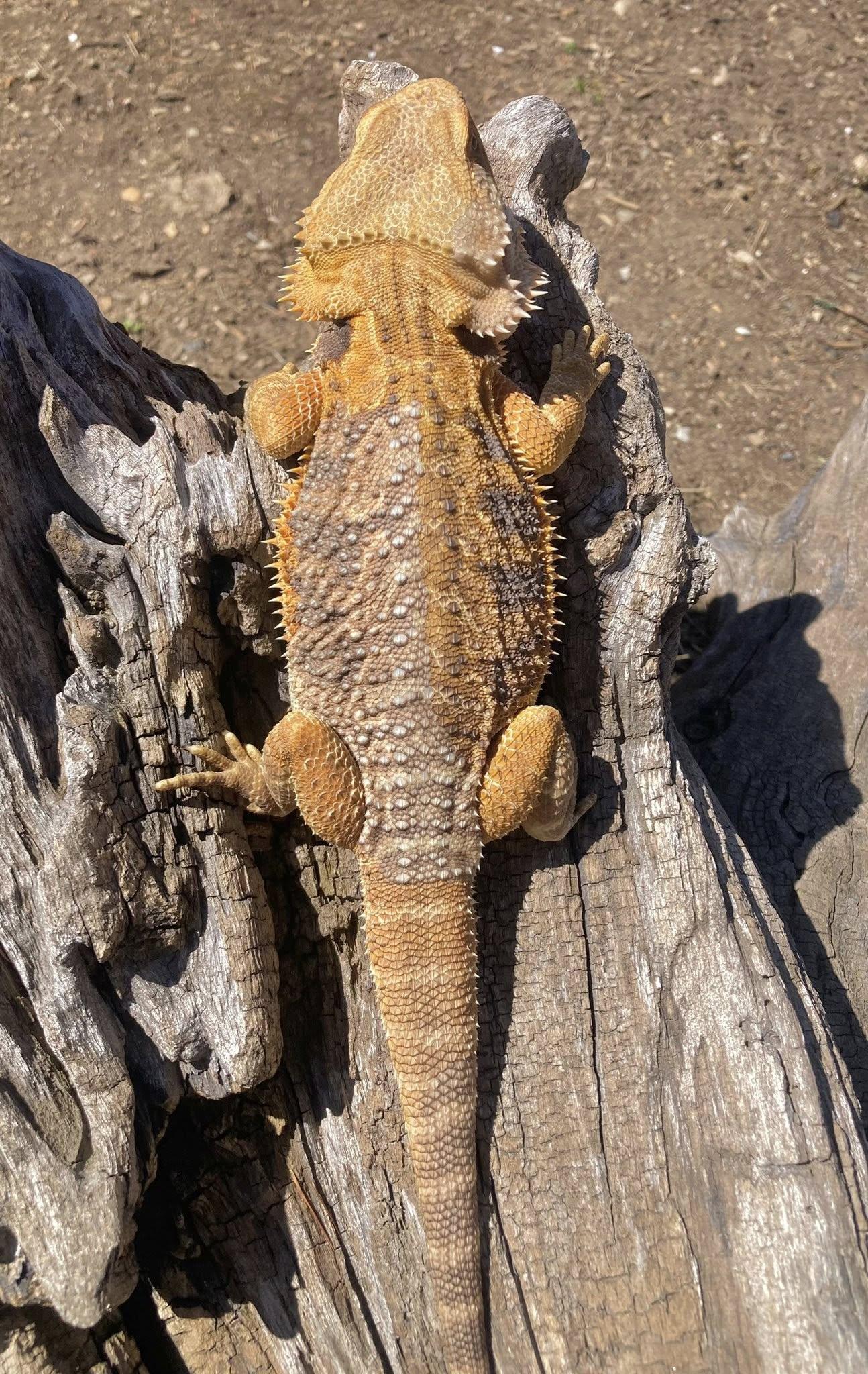 Stripes, a ADOPTABLE Bearded Dragon in Palmerton, PA image 4/4