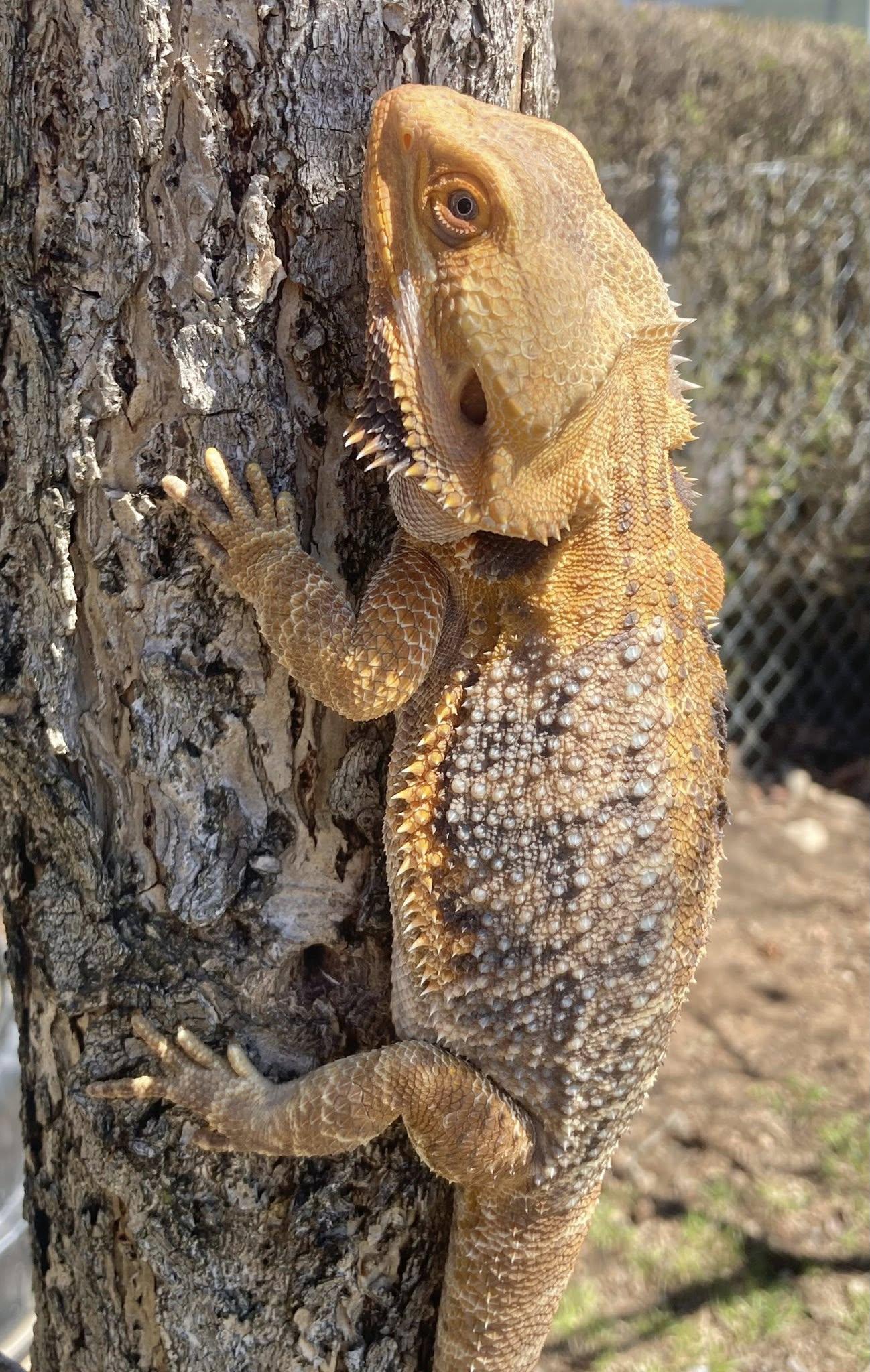 Stripes, a ADOPTABLE Bearded Dragon in Palmerton, PA image 2/4