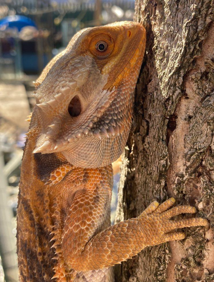 Stripes, a ADOPTABLE Bearded Dragon in Palmerton, PA image 3/4