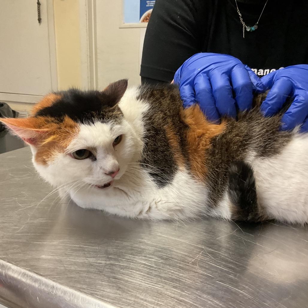 Enlarge Precious, a Adoptable Domestic Short Hair in Monroe, LA image 1/1