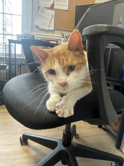 Harriett, Adoptable, Adult Female Domestic Short Hair & Domestic Short Hair.