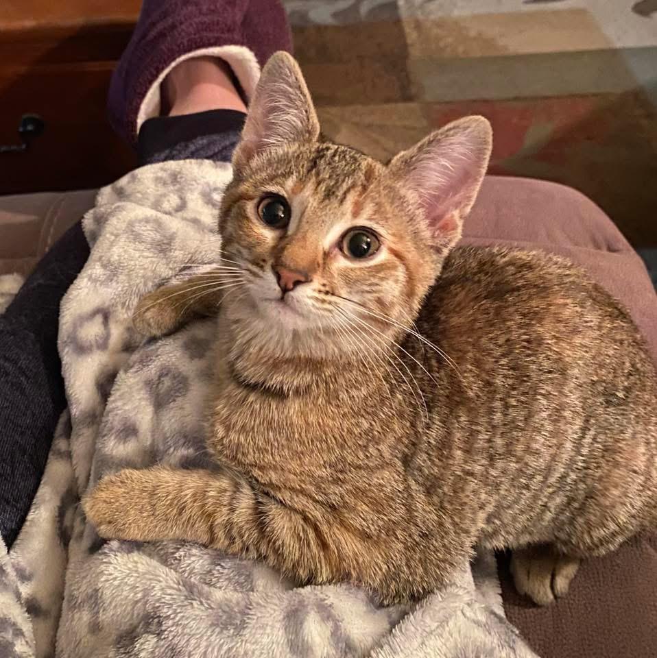 Enlarge Penny, an adopted mixed breed in Weatherford, TX image 1/1