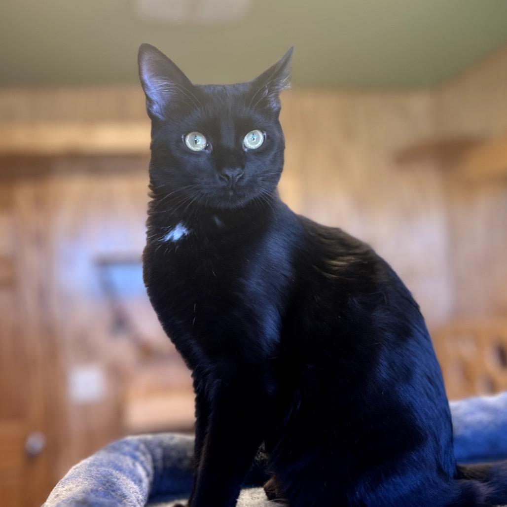 Enlarge Gillette, a Adoptable Domestic Short Hair in Lander, WY image 1/1