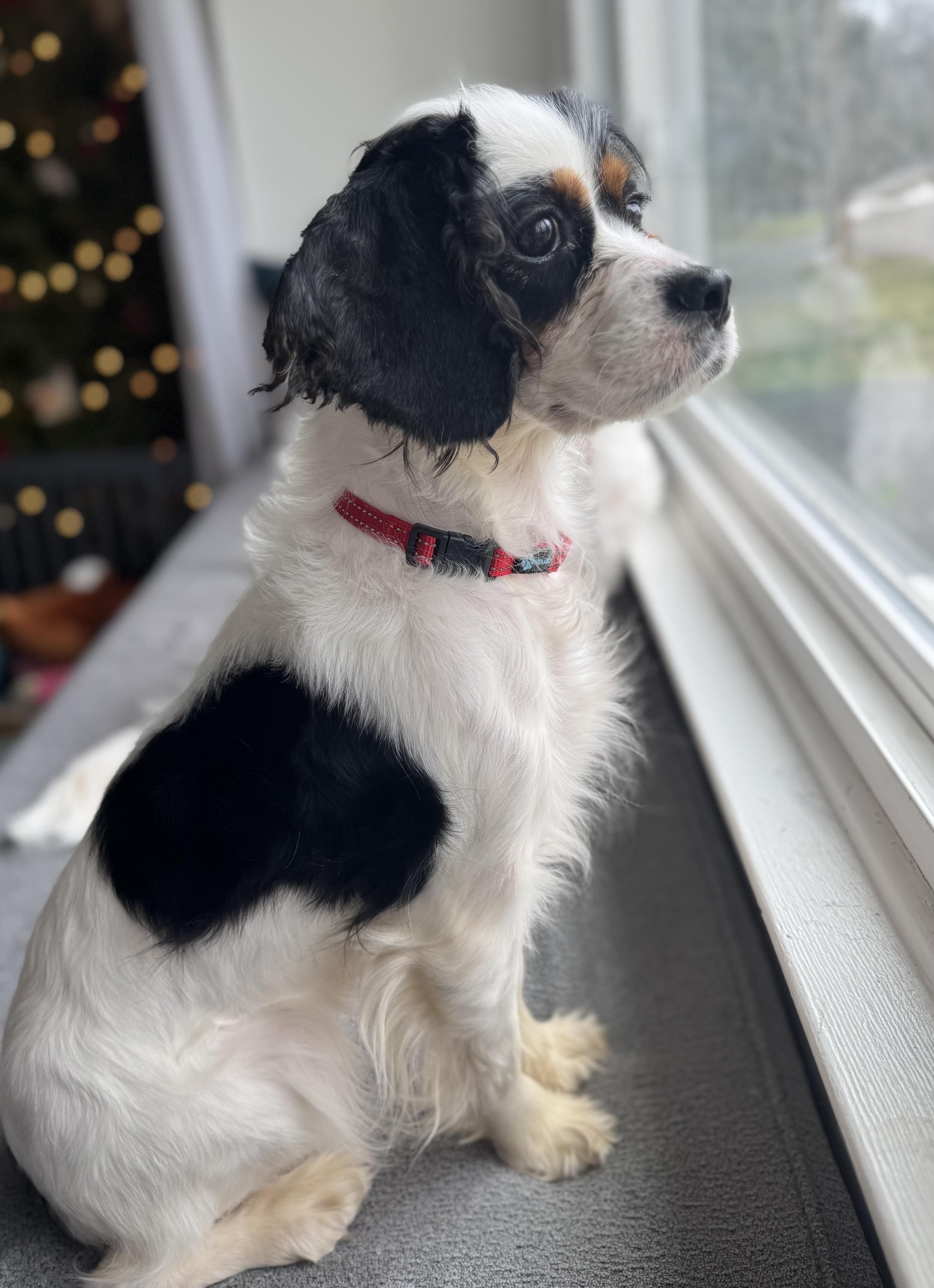 Enlarge Sophie, an adoptable mixed breed in Jamesville, NY image 4/4