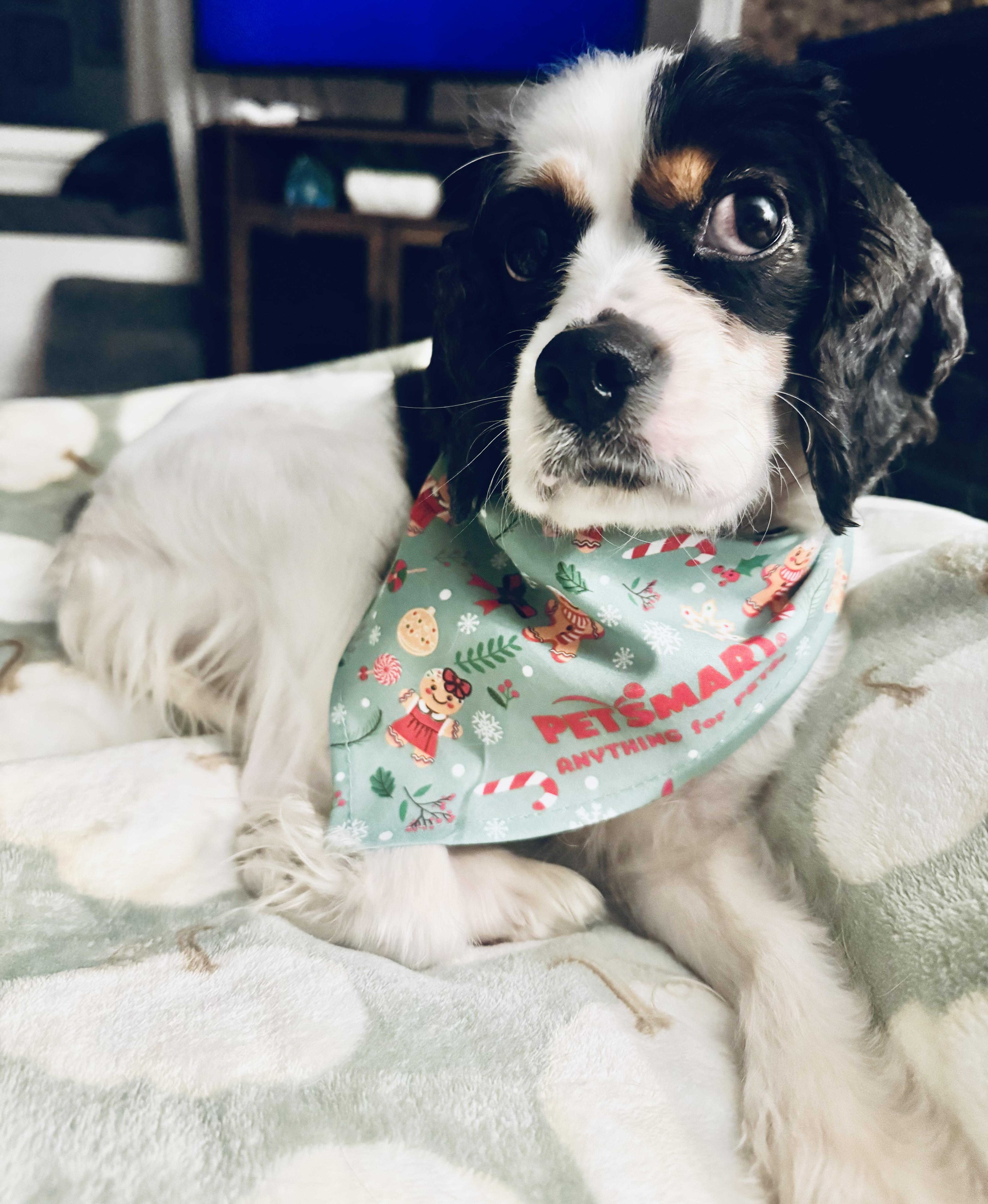 Sophie, adoptable, Young Female Cavalier King Charles Spaniel.