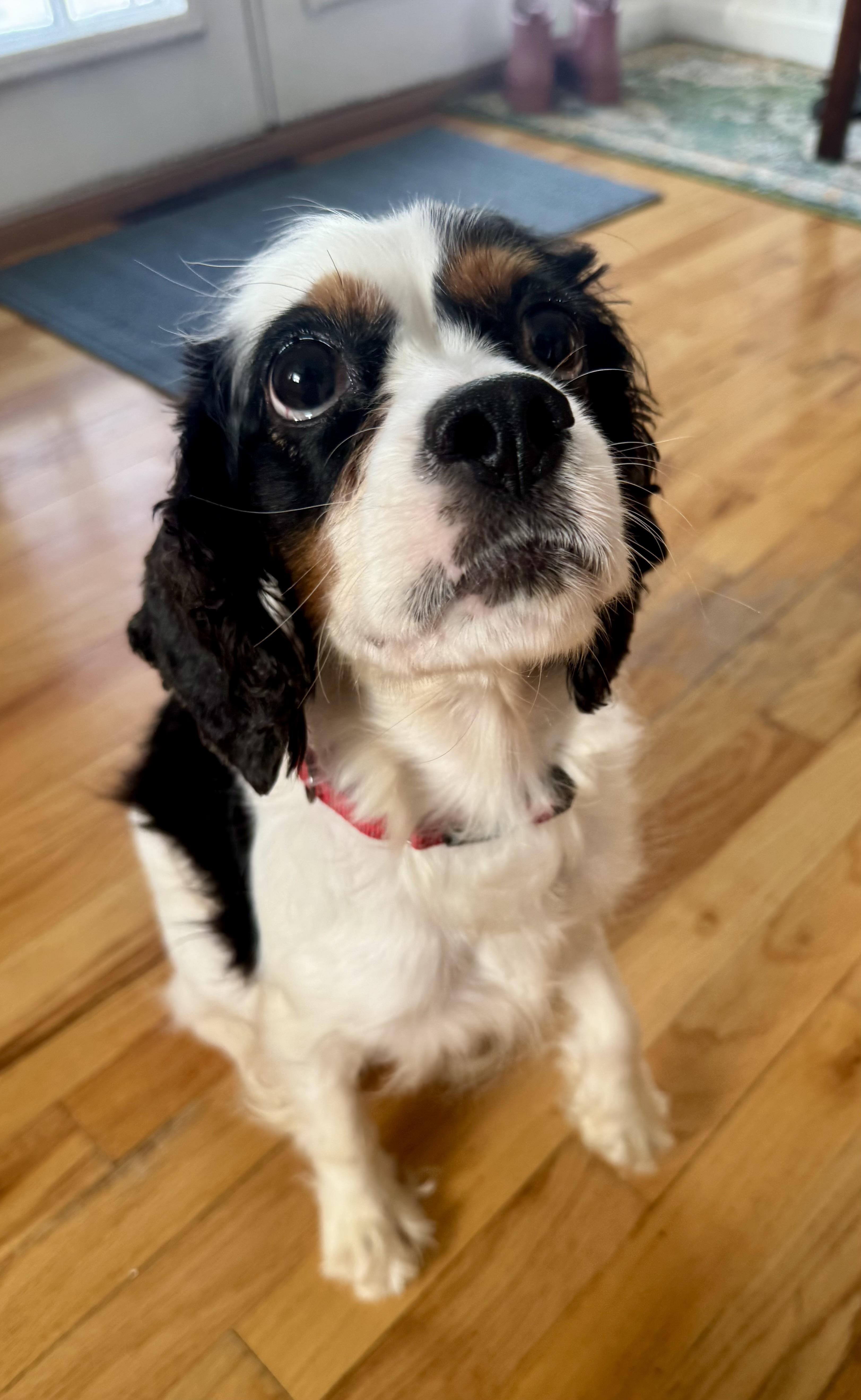 Enlarge Sophie, an adoptable mixed breed in Jamesville, NY image 3/4