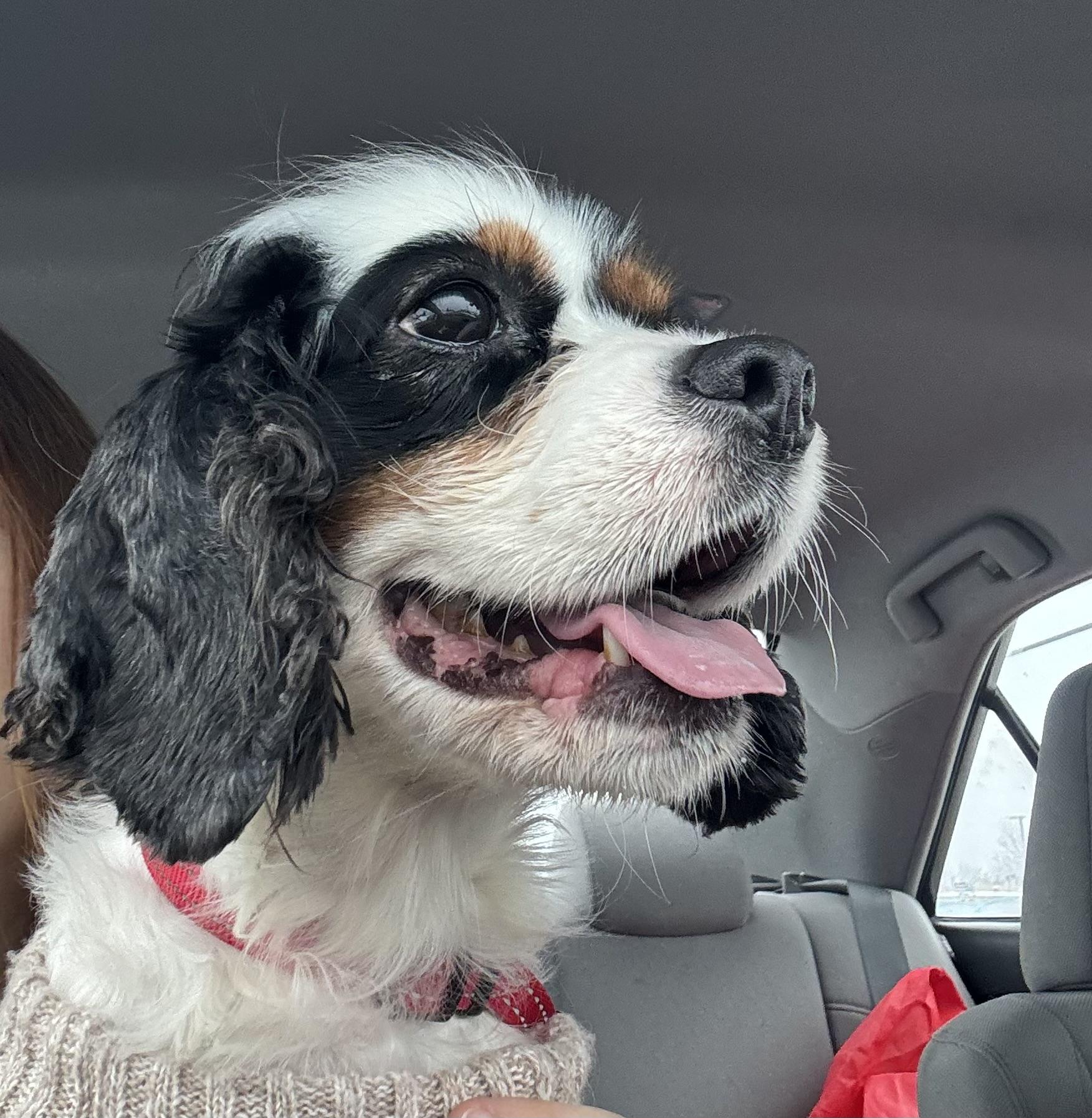 Enlarge Sophie, an adoptable mixed breed in Jamesville, NY image 2/4