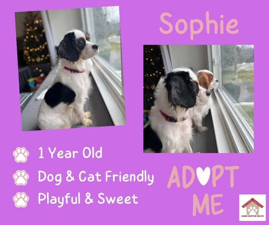 Enlarge Sophie, a ADOPTABLE mixed breed in Jamesville, NY image 1/1