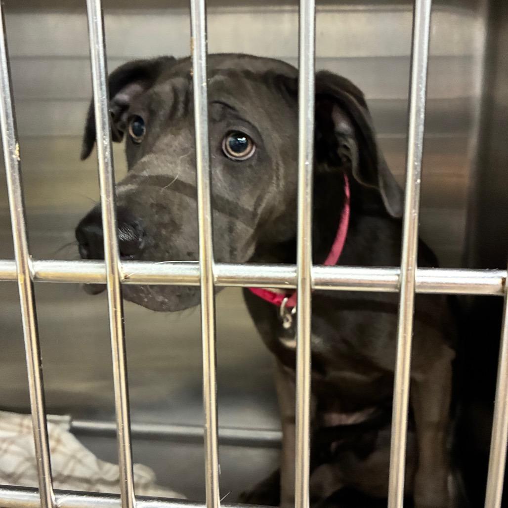 Bluebell, Adoptable, Young Female Shar-Pei & Mixed Breed.