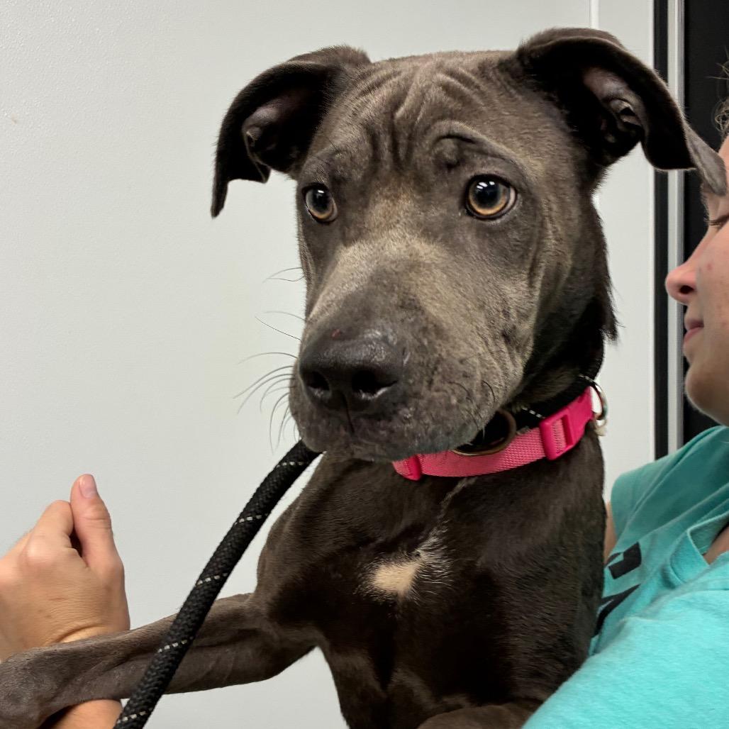 Enlarge Bluebell, a Adoptable mixed breed in Abilene, TX image 2/2