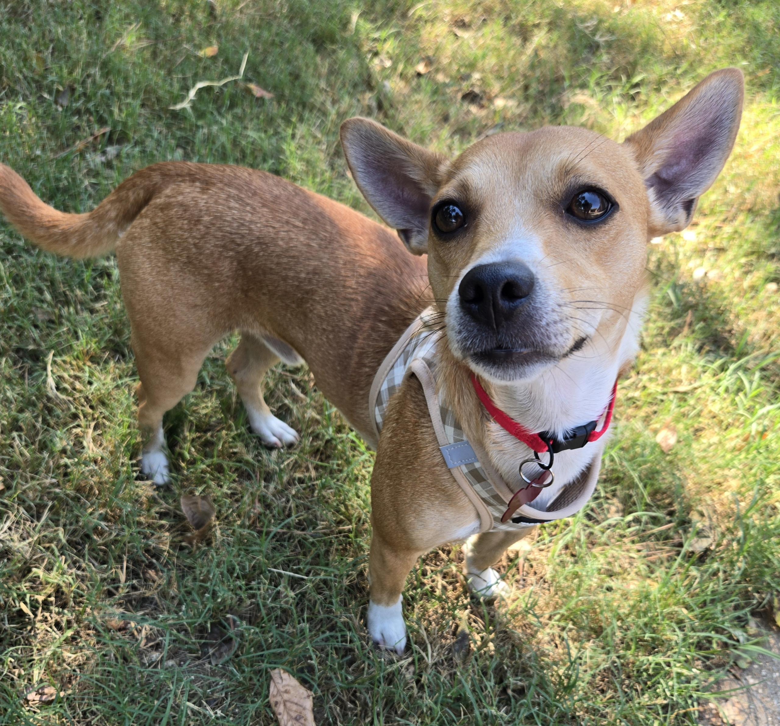 DINO, Adoptable, Adult Male Chihuahua.
