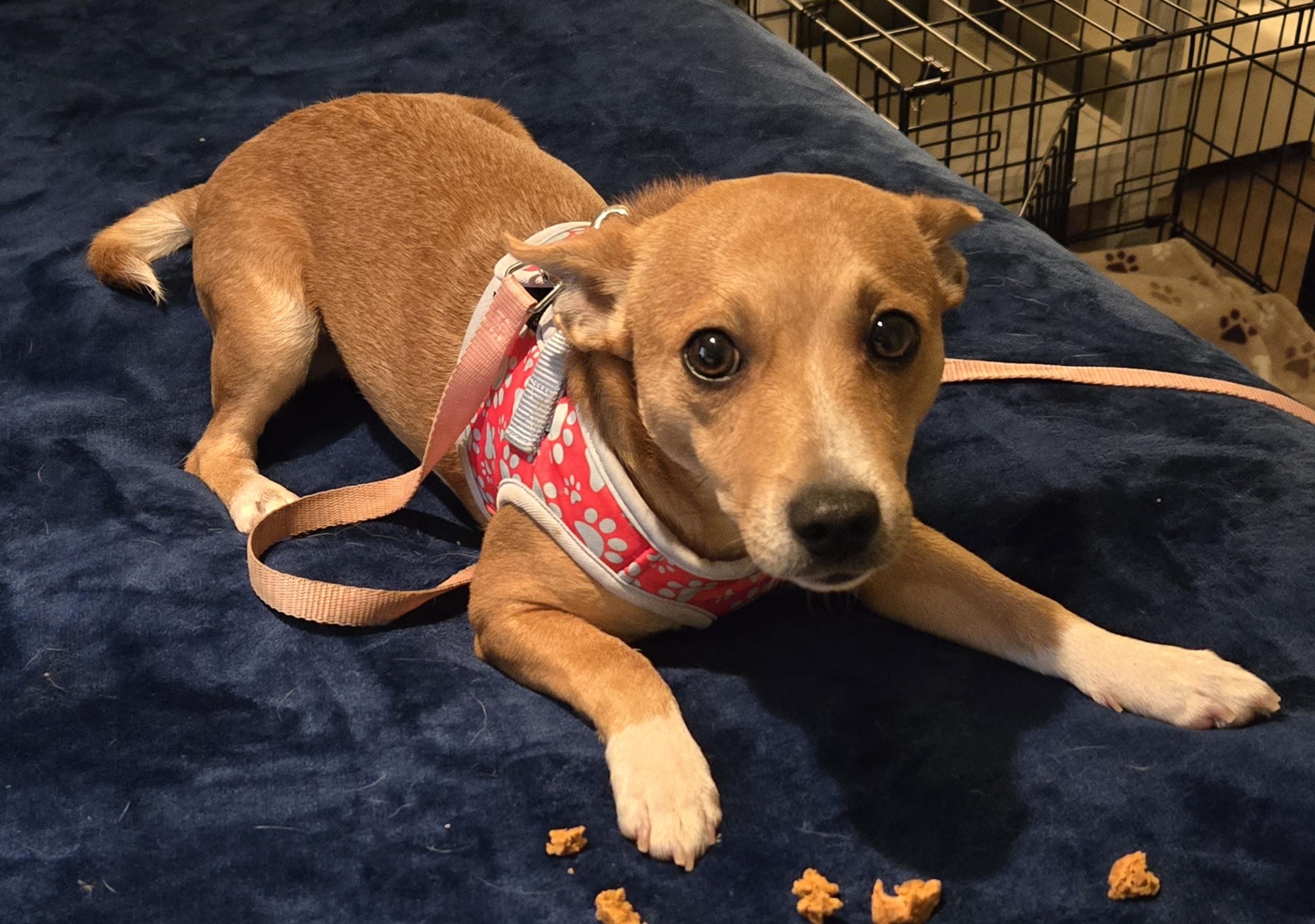 DINO, an adoptable Basenji in Grand Prairie, TX, 75050 | Photo Image 2