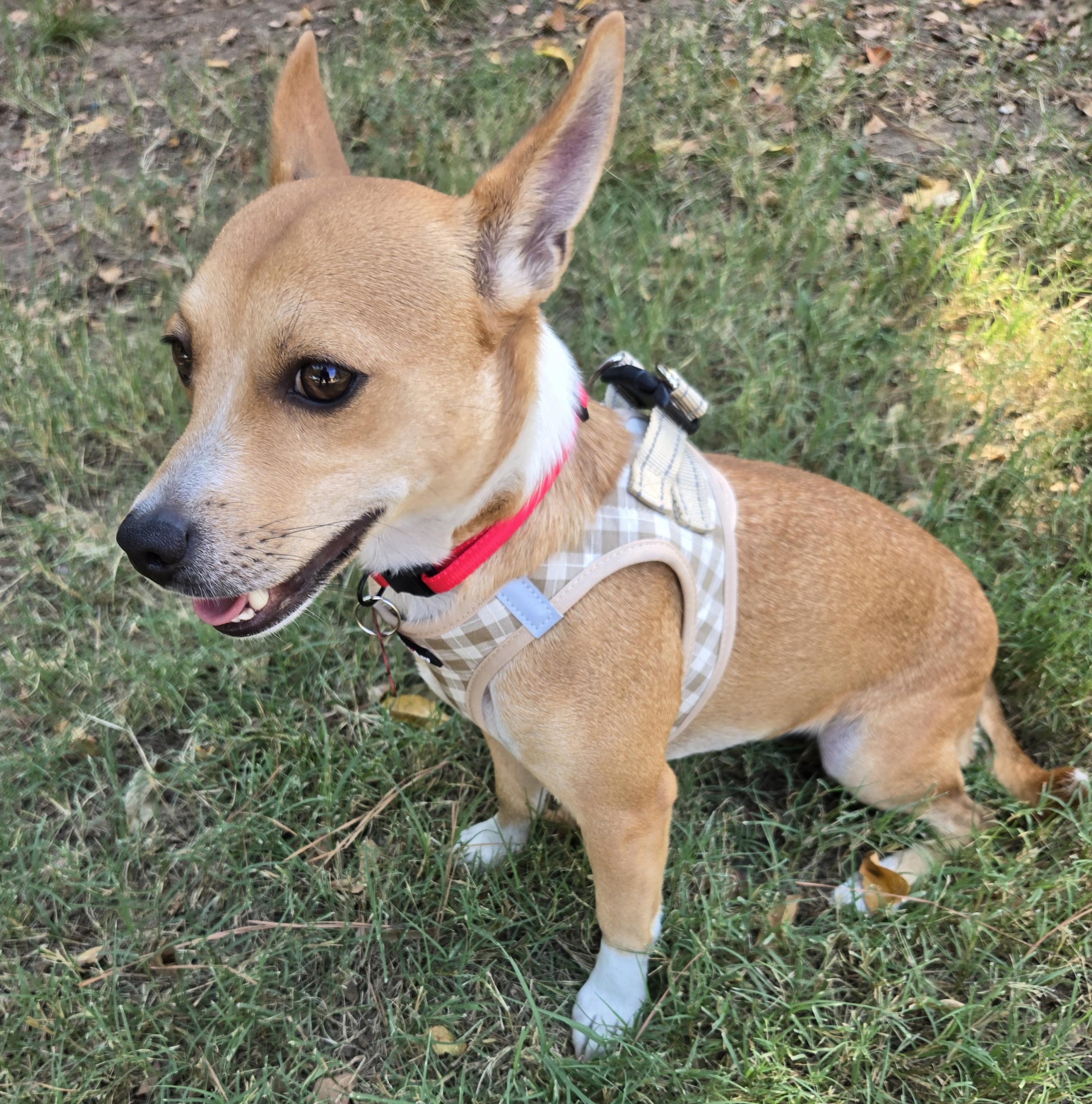 Enlarge DINO, a Adoptable mixed breed in Grand Prairie, TX image 3/6