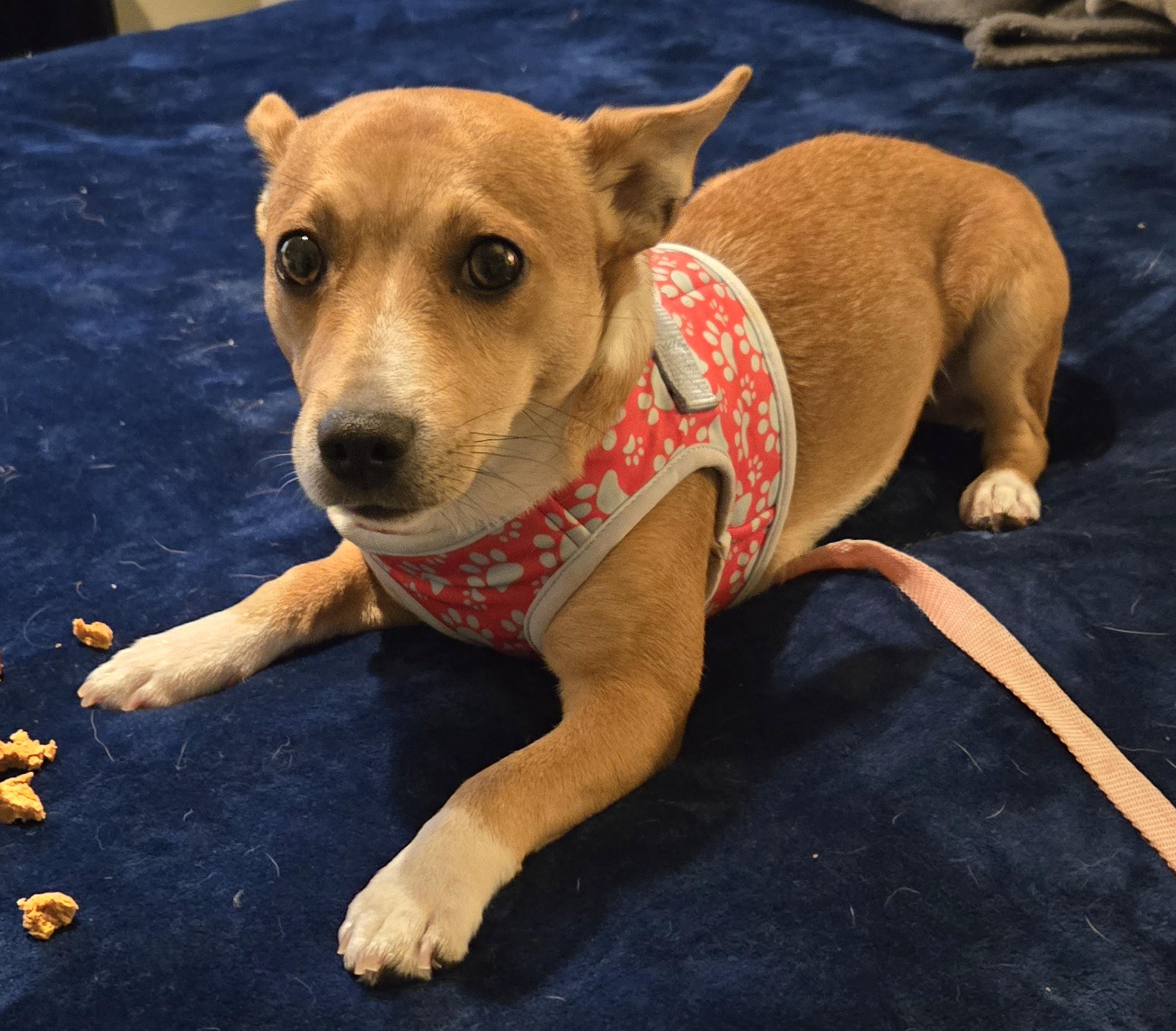 DINO, an adoptable Basenji in Grand Prairie, TX, 75050 | Photo Image 3