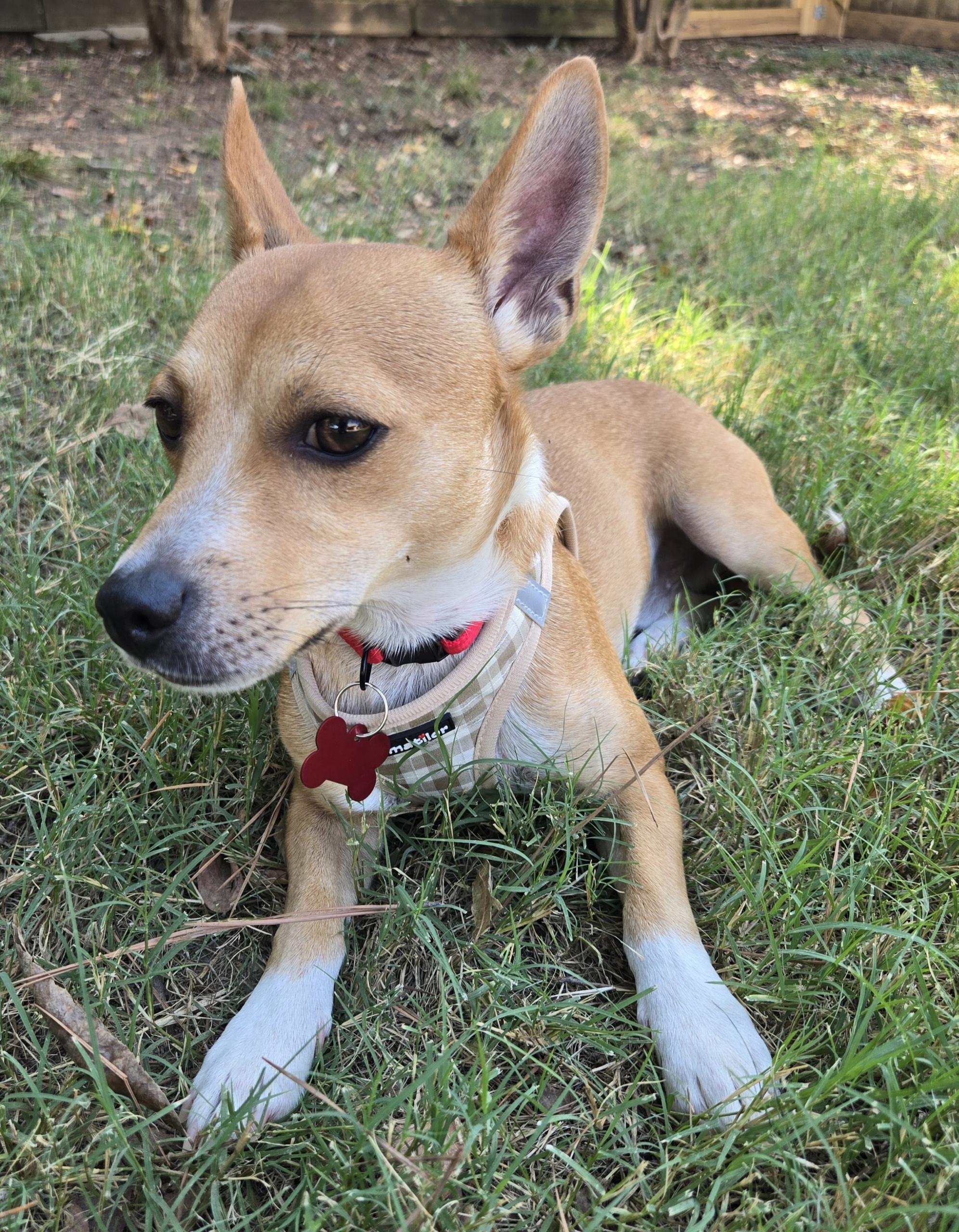 Enlarge DINO, a Adoptable mixed breed in Grand Prairie, TX image 4/6