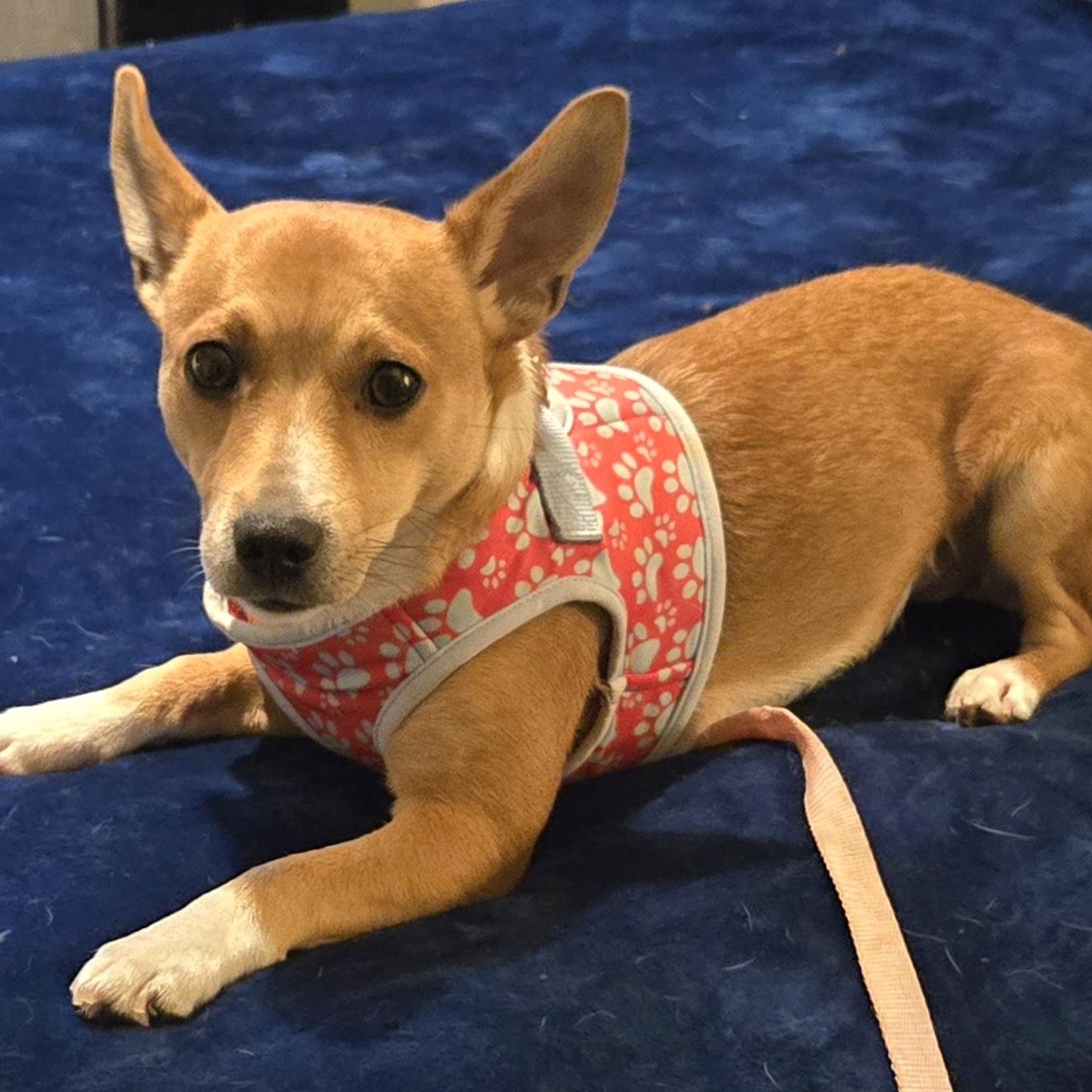 DINO, an adoptable Basenji in Grand Prairie, TX, 75050 | Photo Image 1