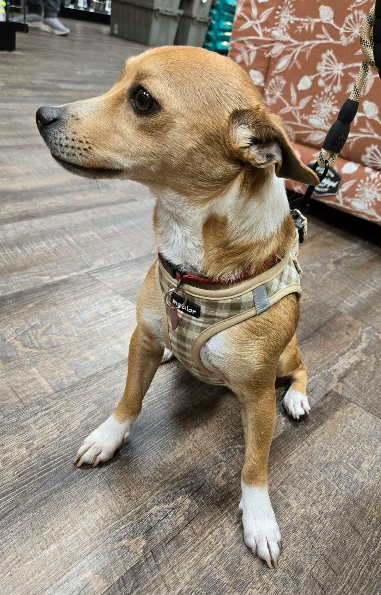 Enlarge DINO, a Adoptable mixed breed in Grand Prairie, TX image 6/6