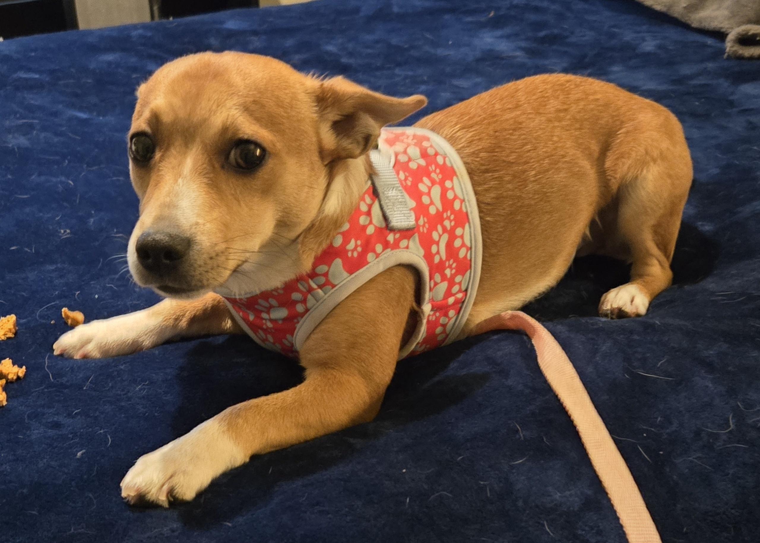 DINO, an adoptable Basenji in Grand Prairie, TX, 75050 | Photo Image 4