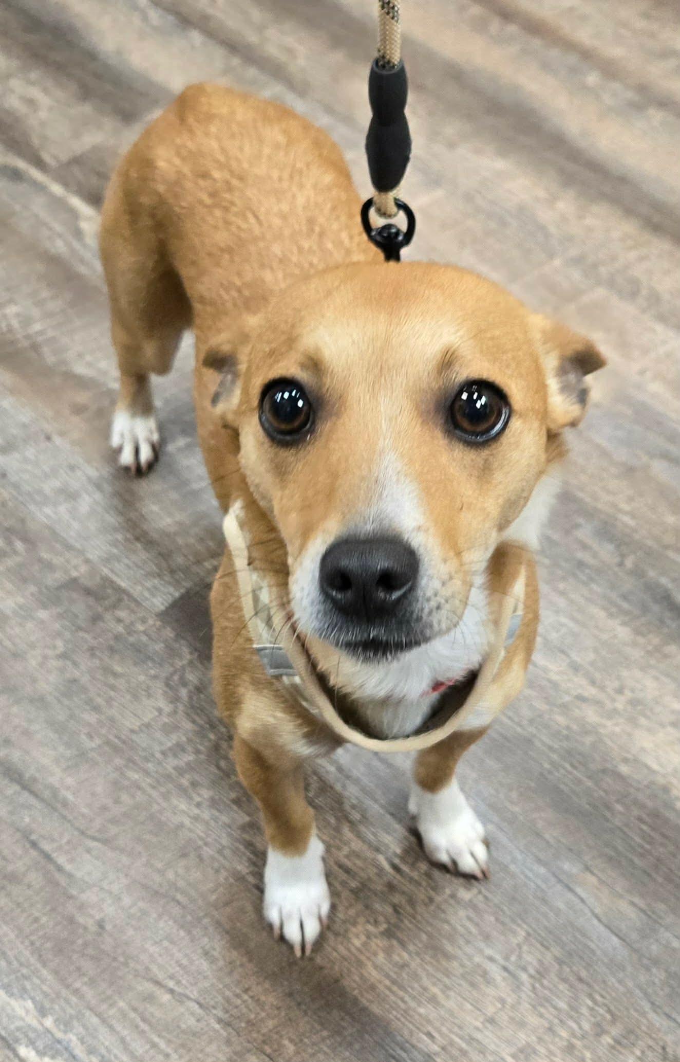 Enlarge DINO, a Adoptable mixed breed in Grand Prairie, TX image 5/6