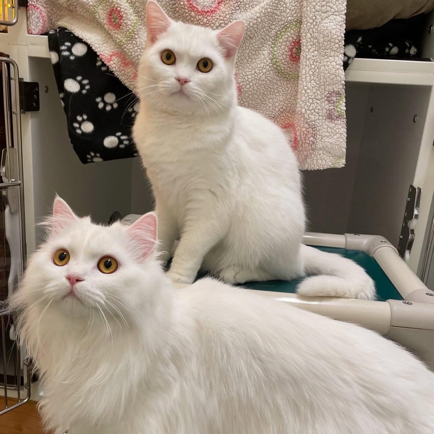 Sasha & Koshka, ADOPTABLE, Young Male Persian & Norwegian Forest Cat.