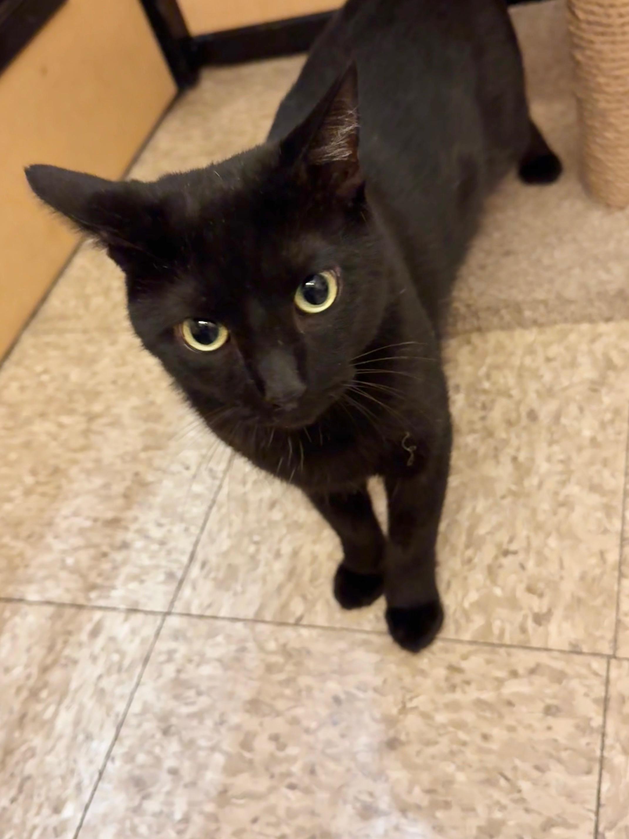 Ziggy, Adoptable, Young Male Domestic Short Hair.