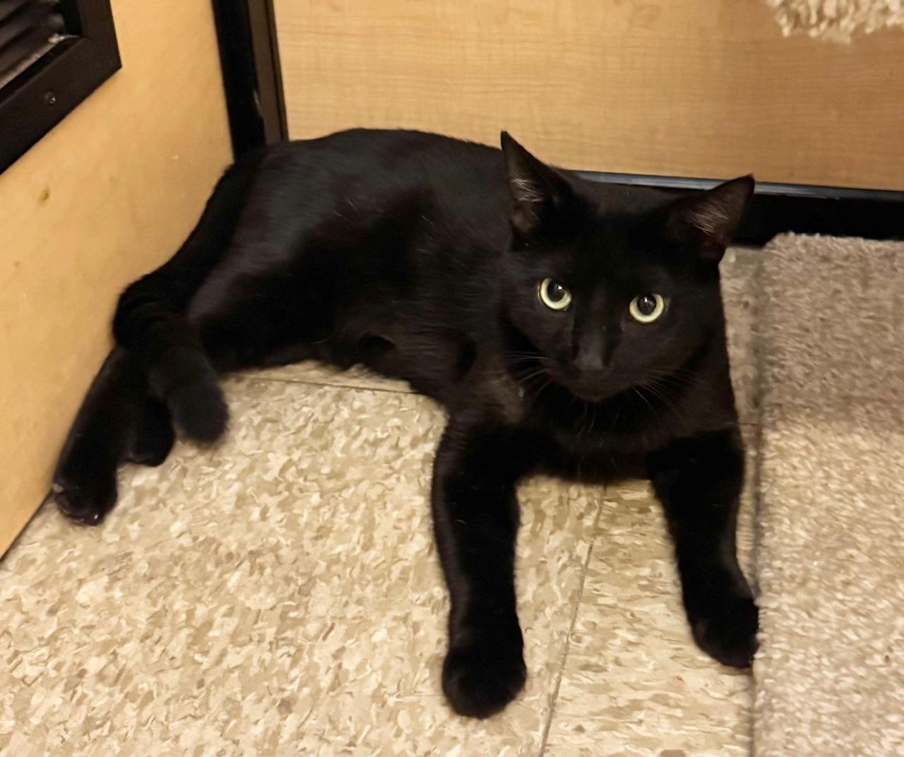 Ziggy, a Adoptable Domestic Short Hair in Springfield, PA image 2/4