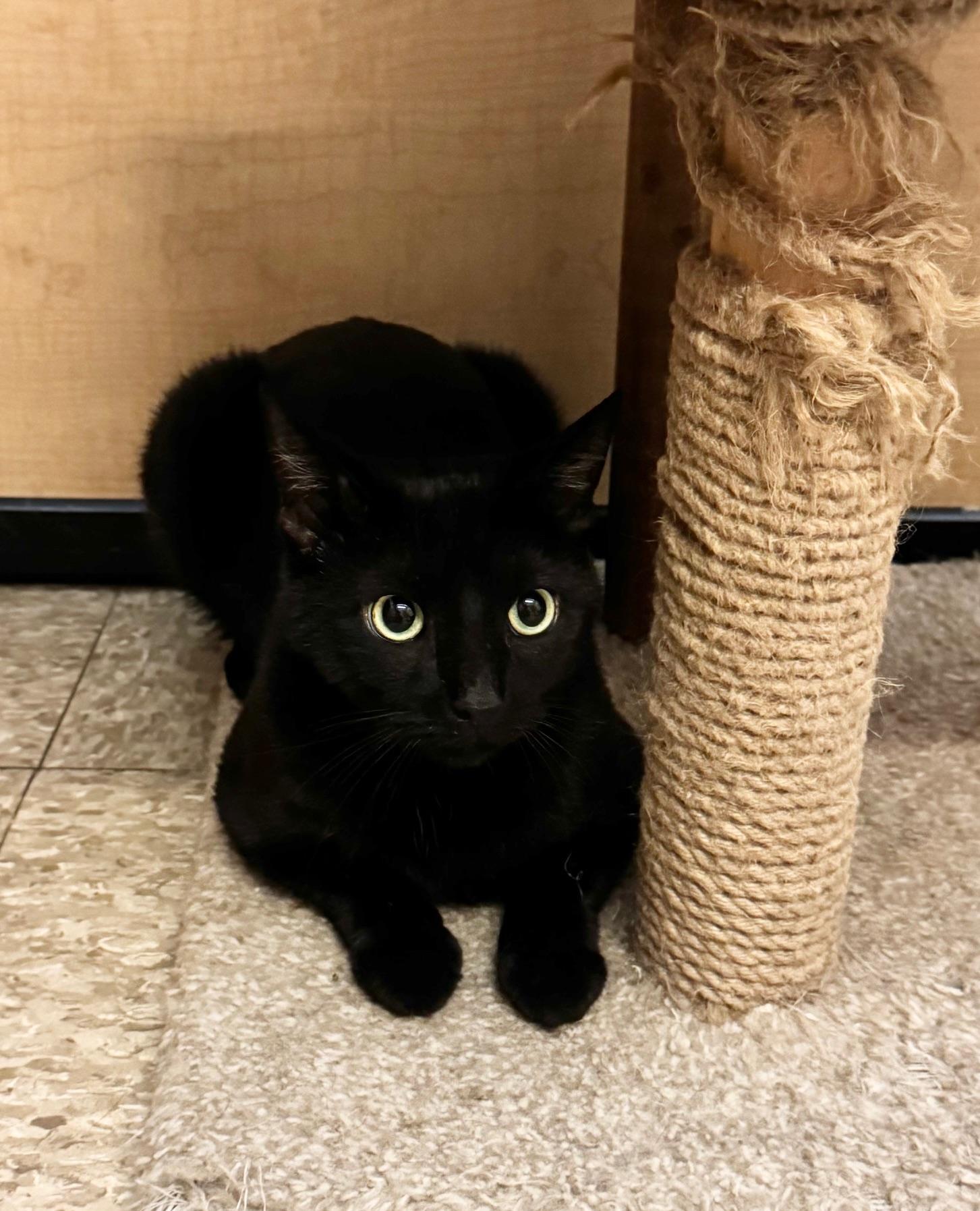 Ziggy, a Adoptable Domestic Short Hair in Springfield, PA image 3/4