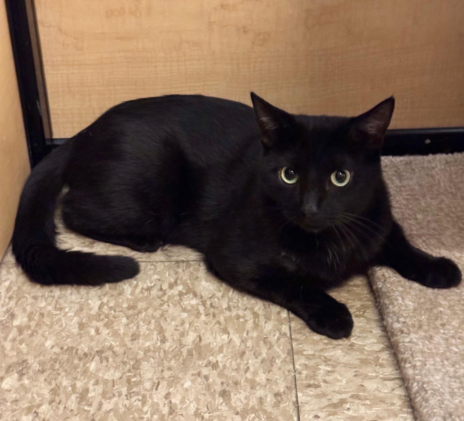 Ziggy, Adoptable, Young Male Domestic Short Hair.