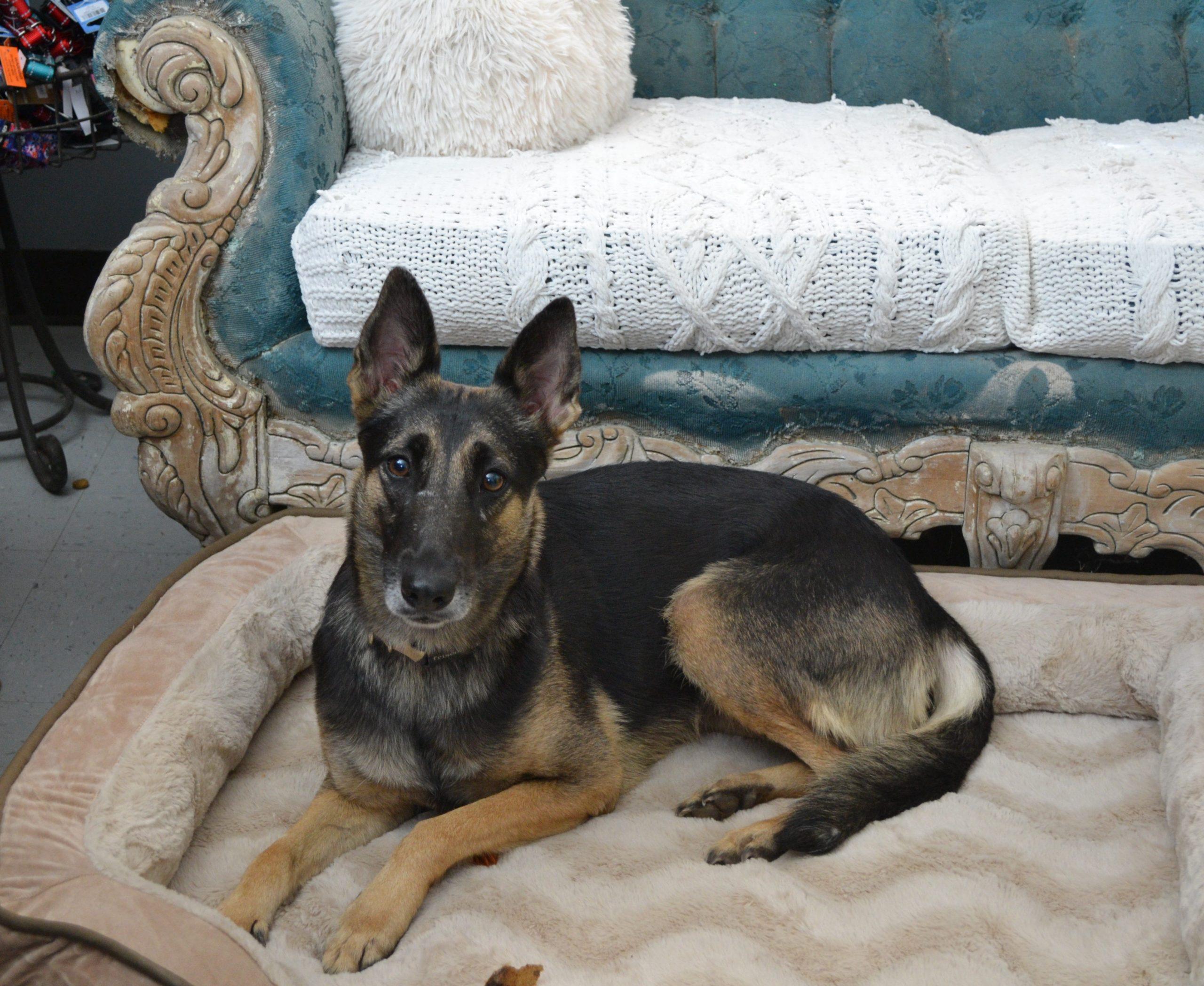 Enlarge Tamale, a Adoptable mixed breed in Jackson, LA image 1/1