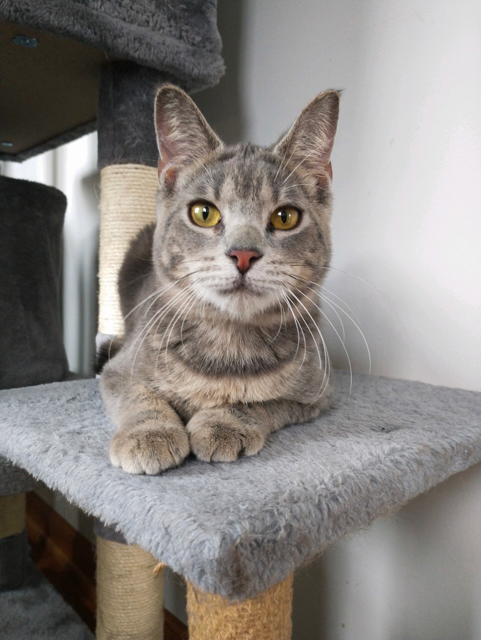 Enlarge Gibson, a Adoptable mixed breed in Bowling Green, OH image 1/1