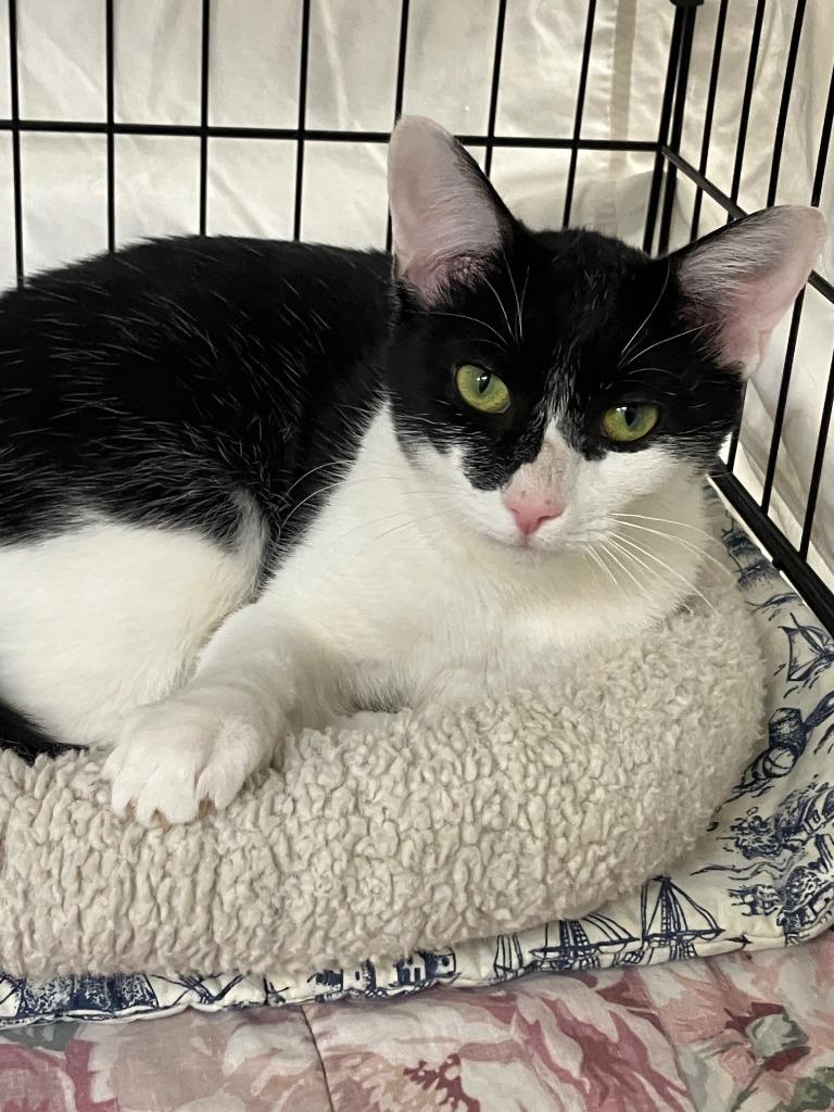 Enlarge Shamrock, a Adoptable mixed breed in Lunenburg, MA image 1/3