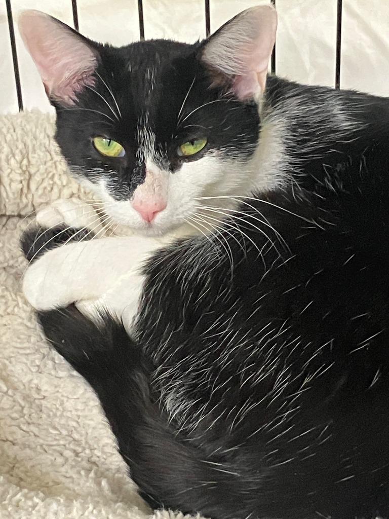 Enlarge Shamrock, a Adoptable mixed breed in Lunenburg, MA image 2/3