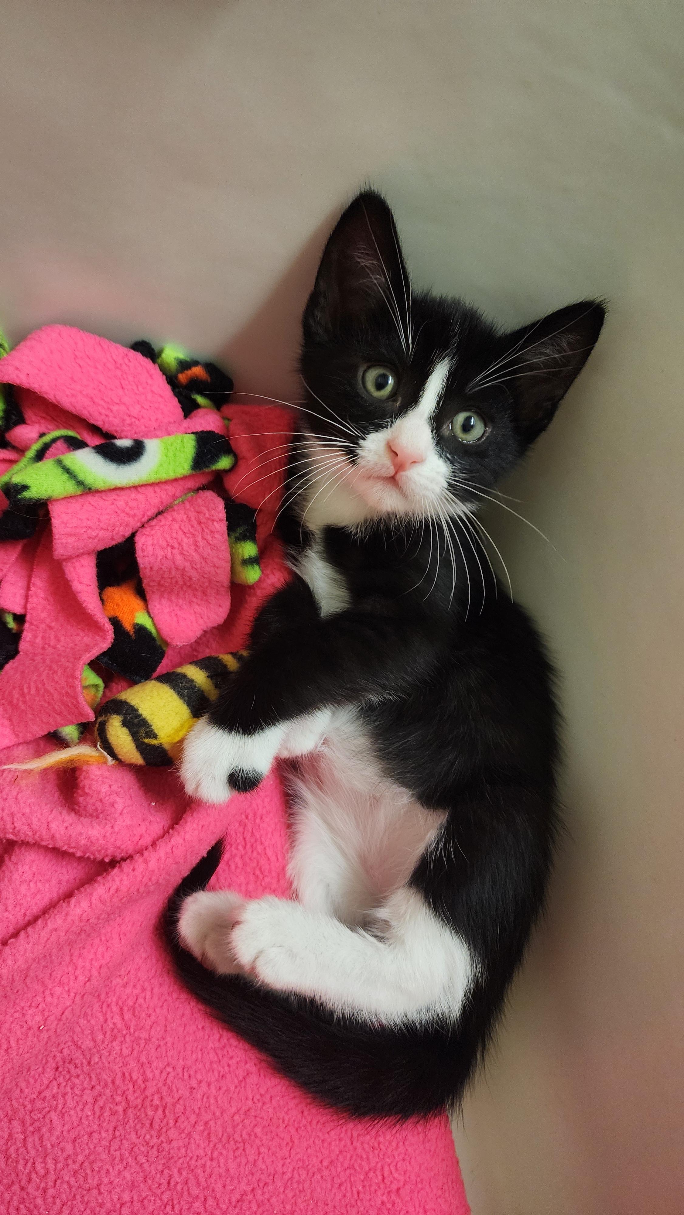 BUTTERFINGER, a Adoptable mixed breed in Escalon, CA image 3/5