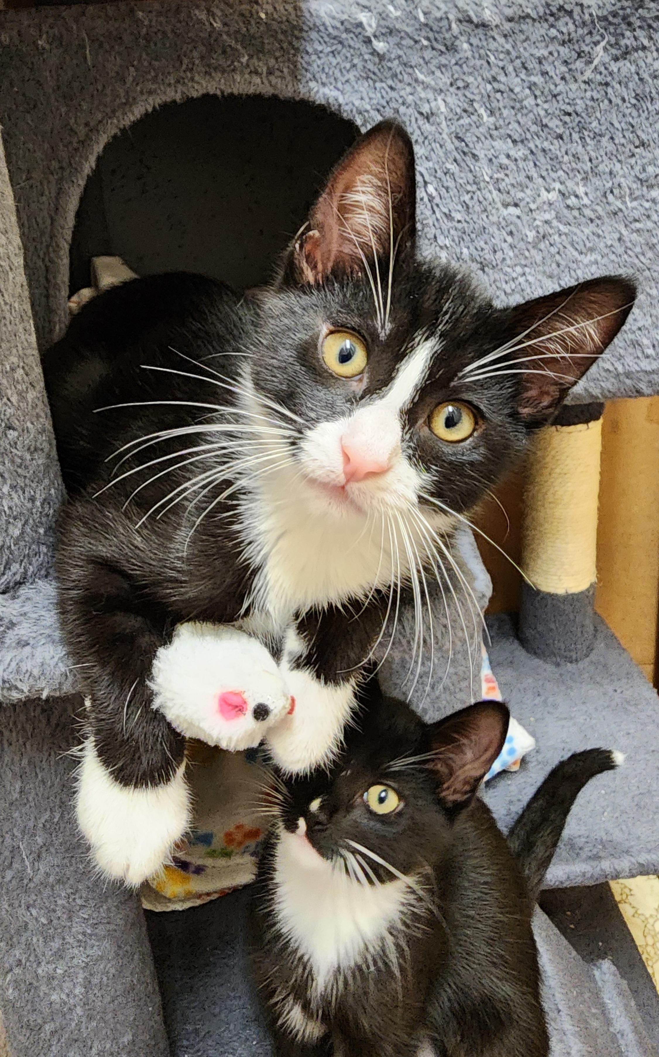 BUTTERFINGER, a Adoptable mixed breed in Escalon, CA image 5/5