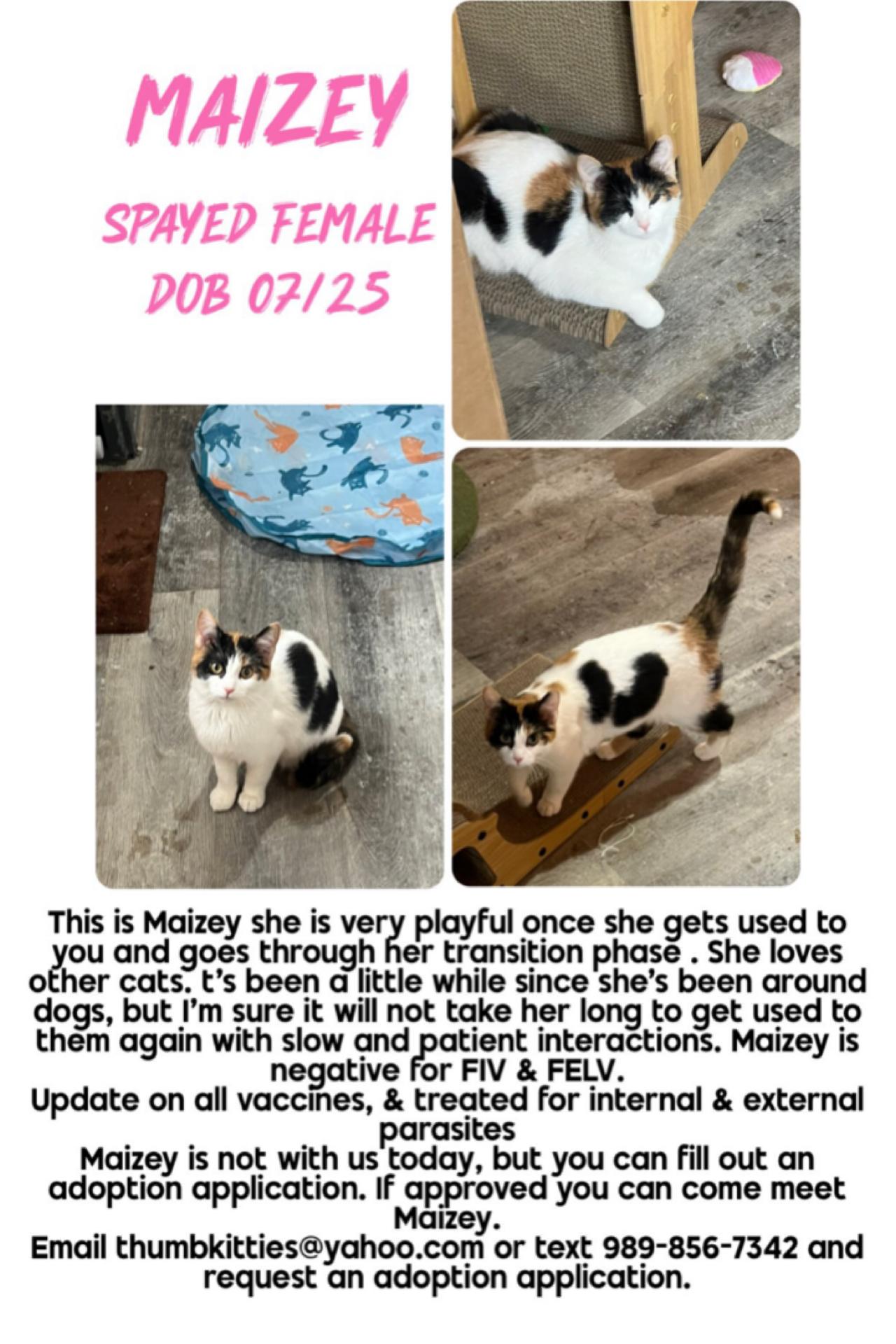 Enlarge Maizey, a ADOPTABLE Domestic Short Hair in Caseville, MI image 1/1